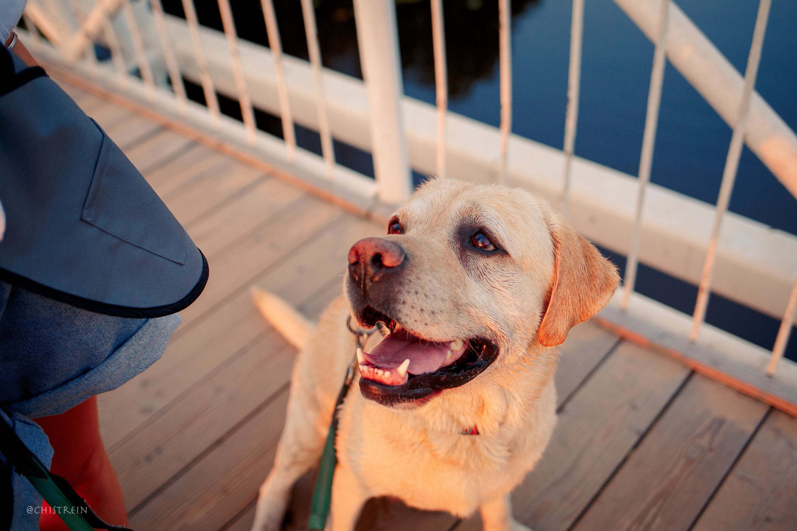 Маша и лабрадор Арни. Фотограф-анималист Наталия Чистюхина в г. Сосновый Бор и ЛО