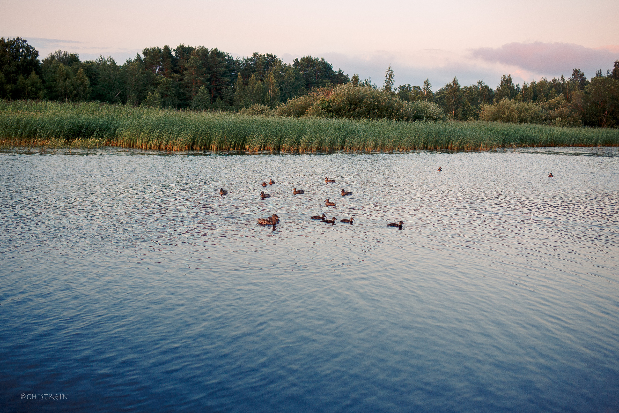 Маша и лабрадор Арни. Фотограф-анималист Наталия Чистюхина в г. Сосновый Бор и ЛО