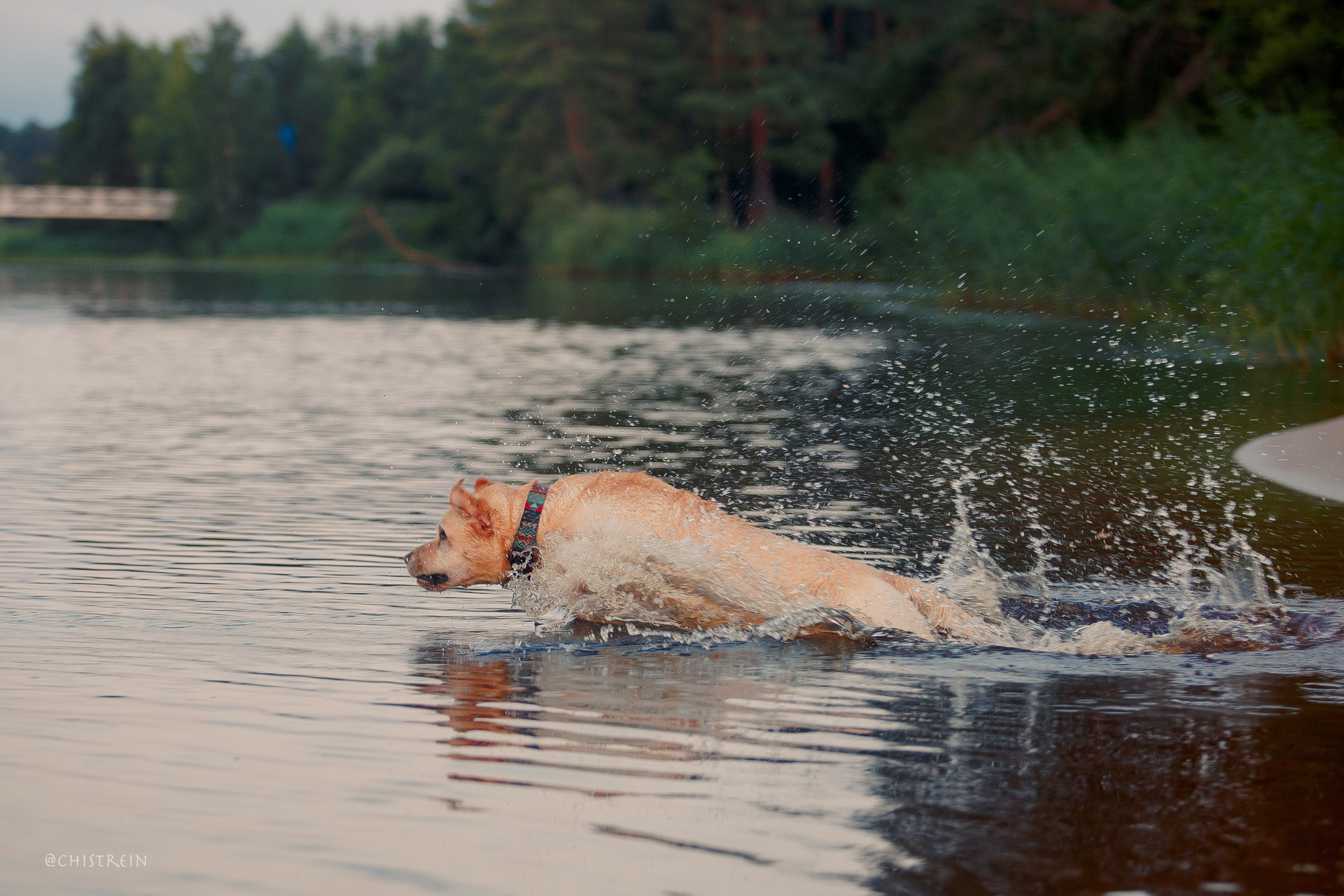 Маша и лабрадор Арни. Фотограф-анималист Наталия Чистюхина в г. Сосновый Бор и ЛО