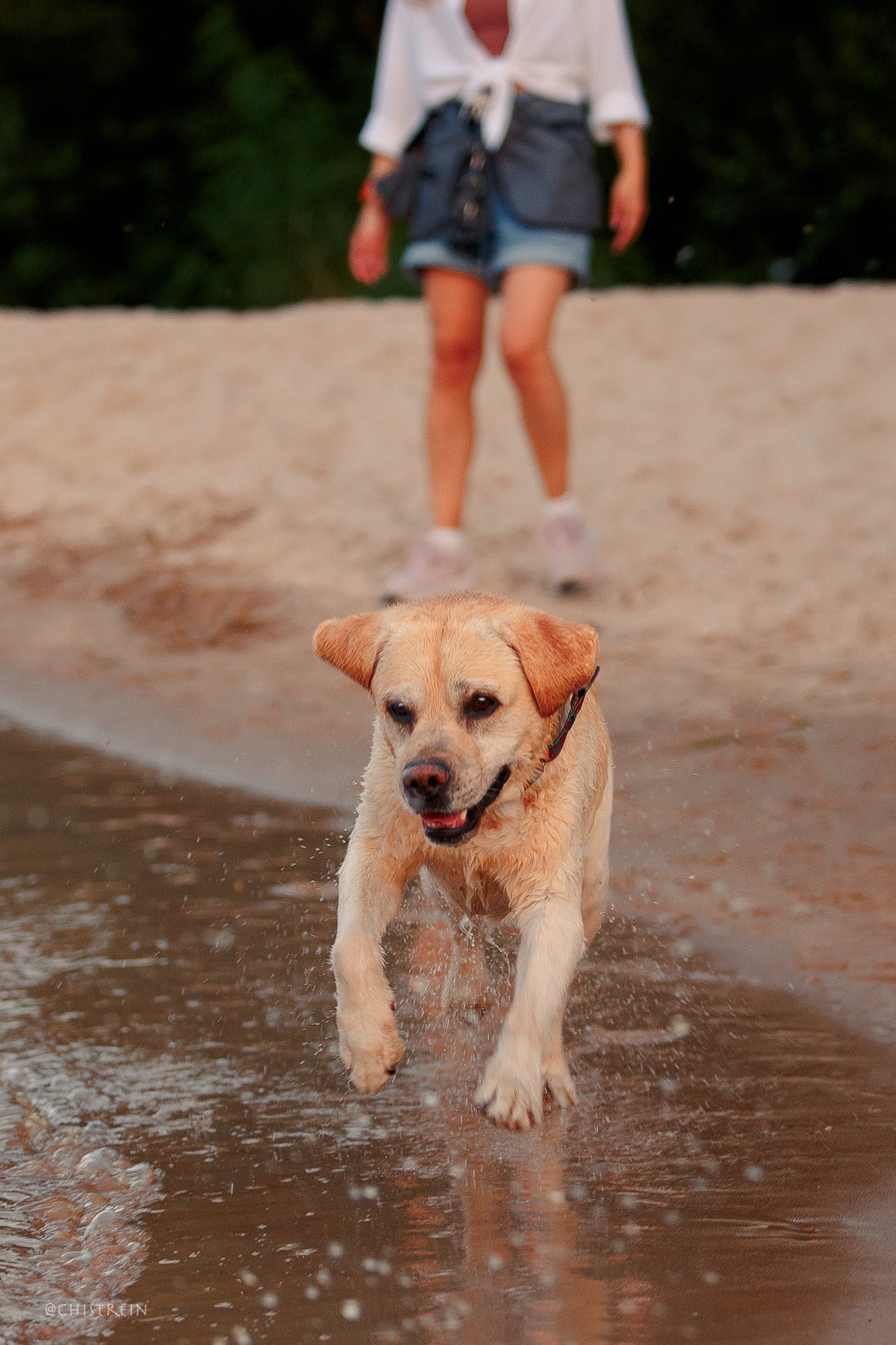 Маша и лабрадор Арни. Фотограф-анималист Наталия Чистюхина в г. Сосновый Бор и ЛО