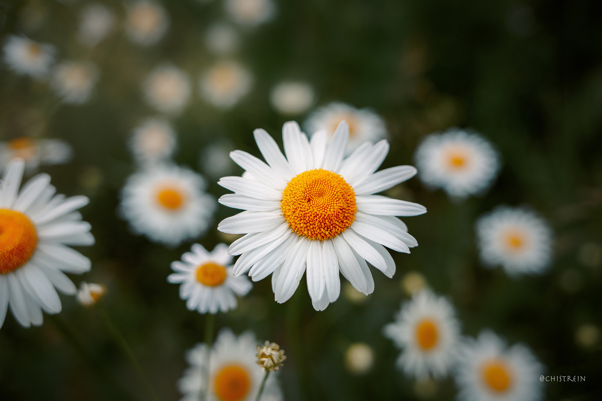Лена и Раш встречают закат в полях. Фотограф-анималист Наталия Чистюхина в г. Сосновый Бор и ЛО