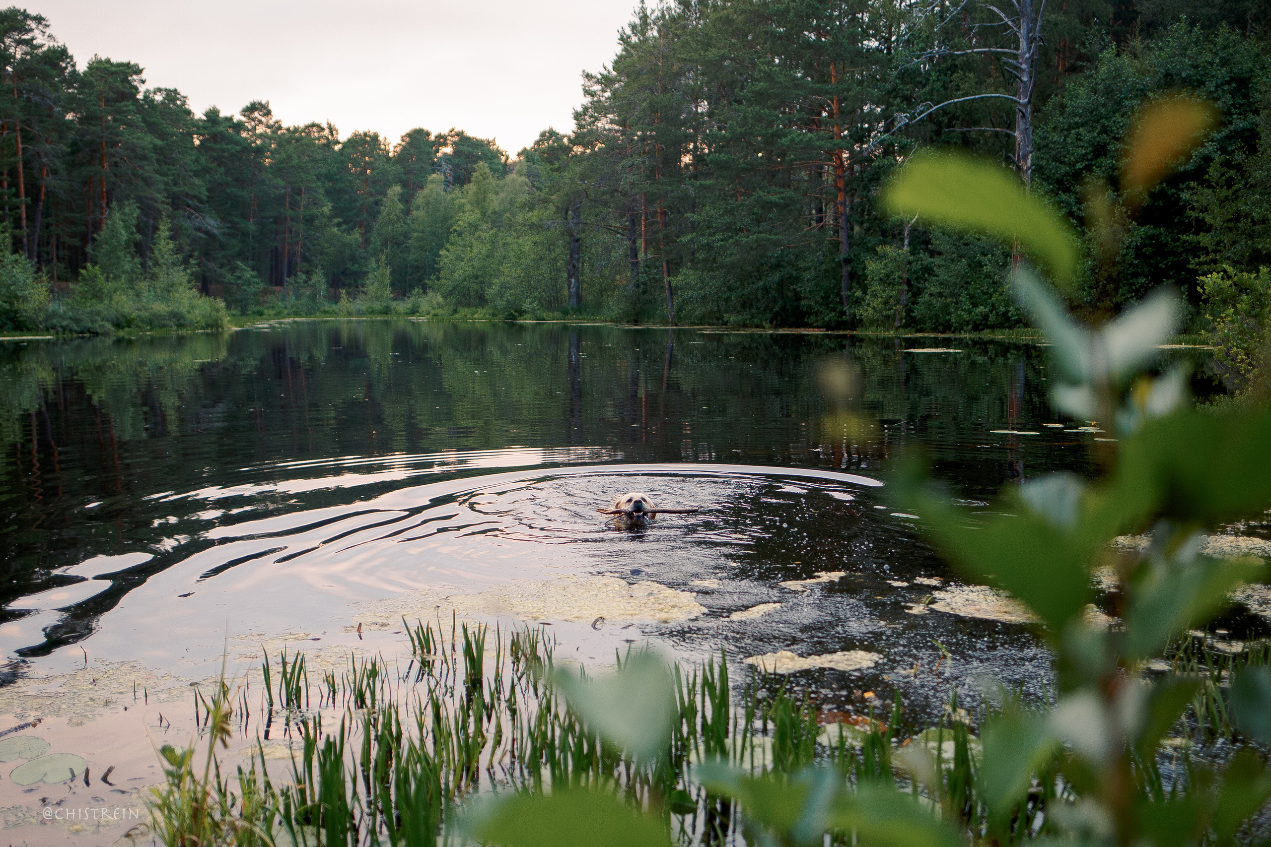 Маша и лабрадор Арни. Фотограф-анималист Наталия Чистюхина в г. Сосновый Бор и ЛО