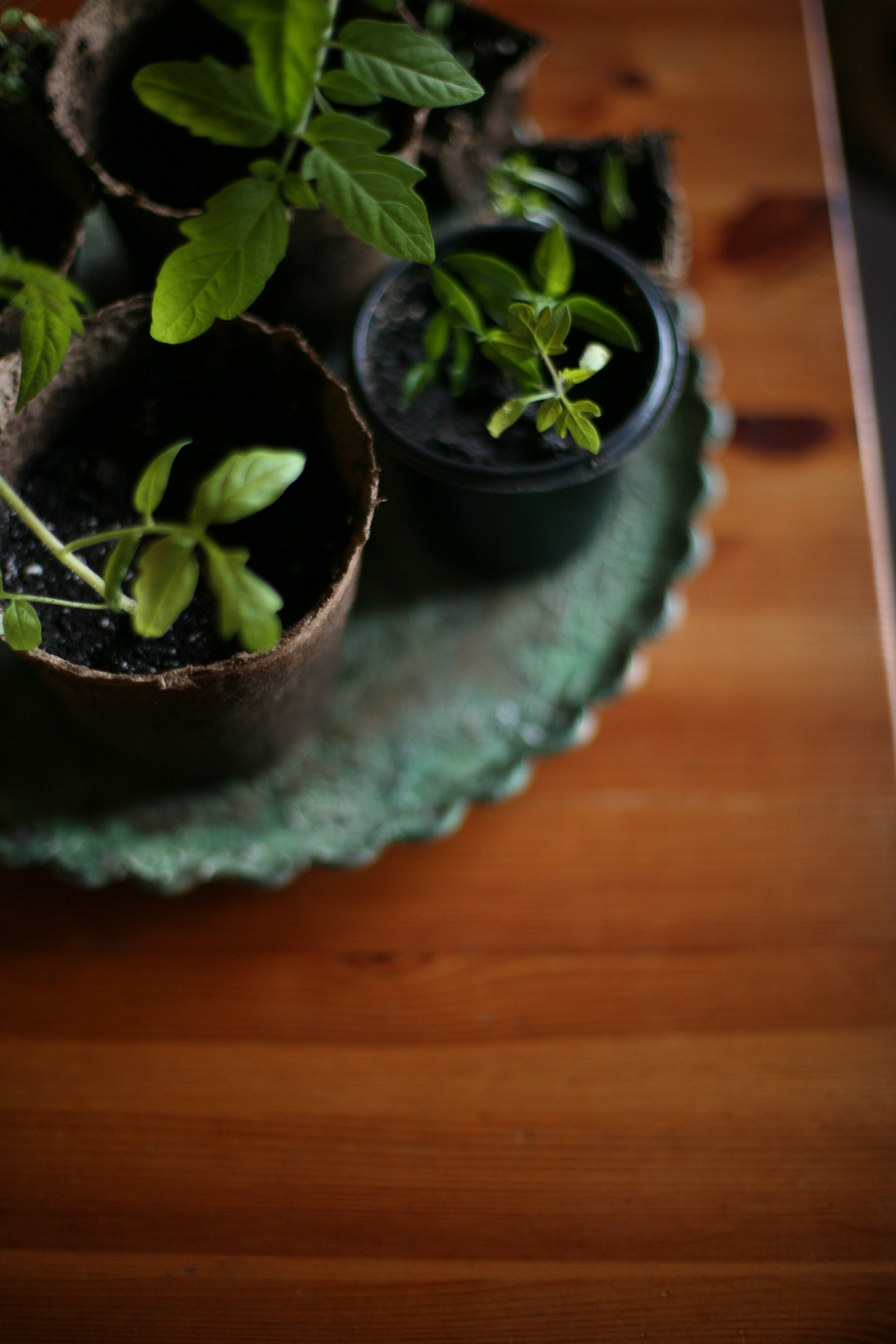 Курс «Психология на грядке». АRТ&PSY | Искусство психологии