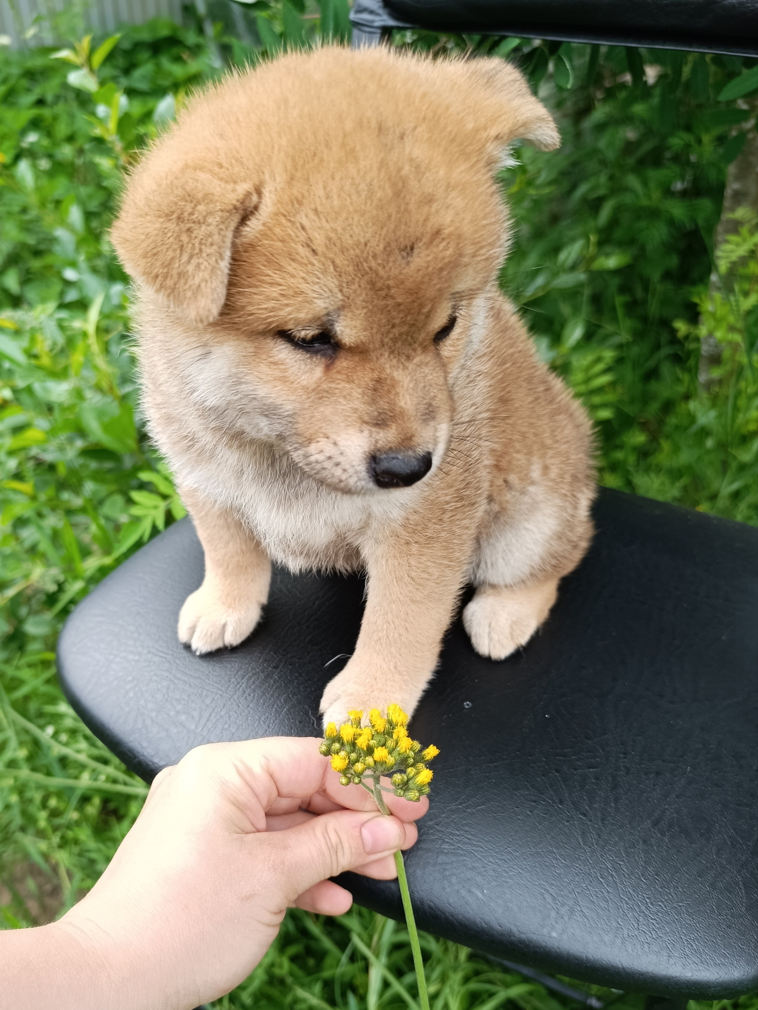 Сиба Rubylight Germes питомник Рубилайт