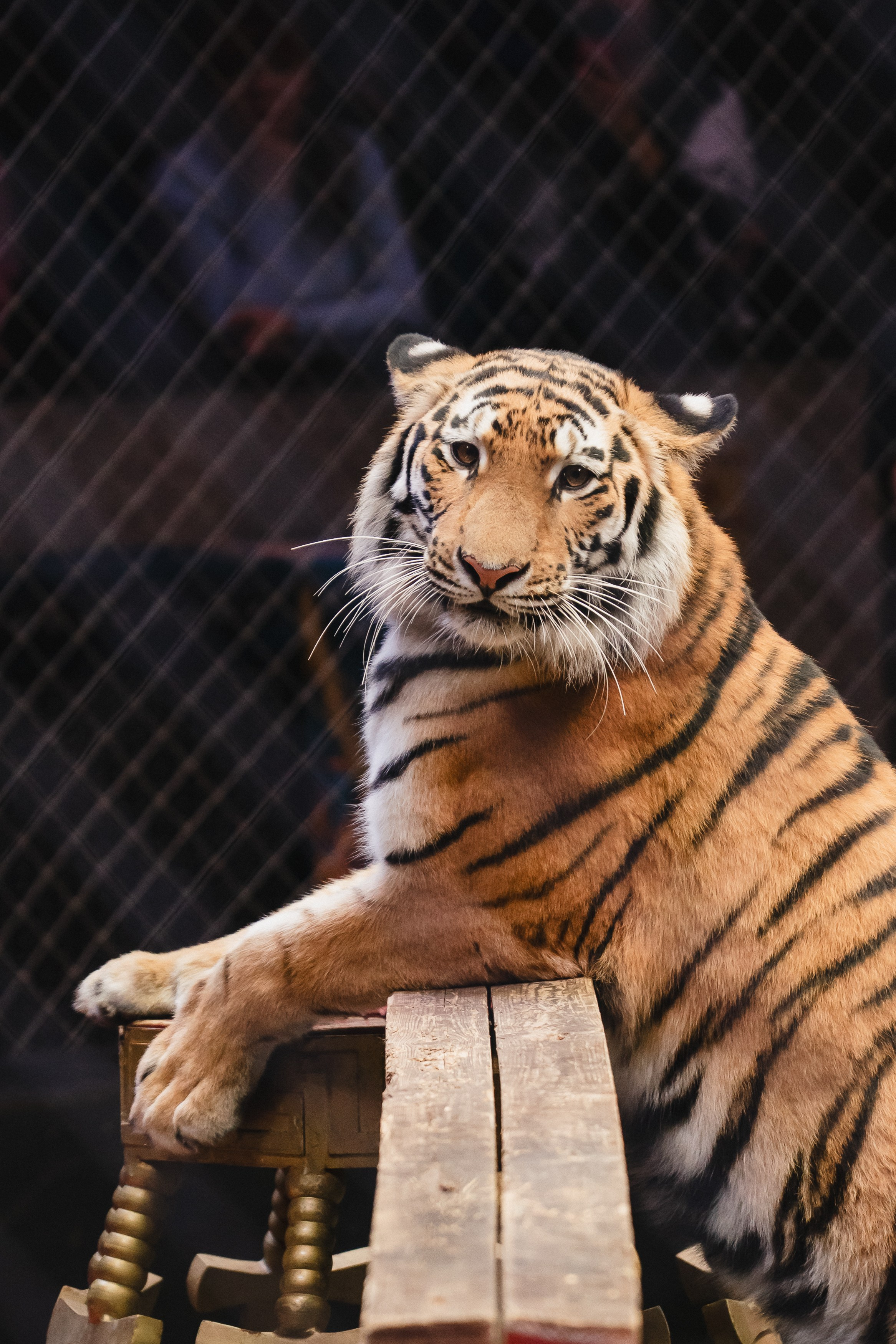 5 Континентов — Открытая репетиция. Воробьева Ксения — Спортивный и танцевальный фотограф Новосибирск