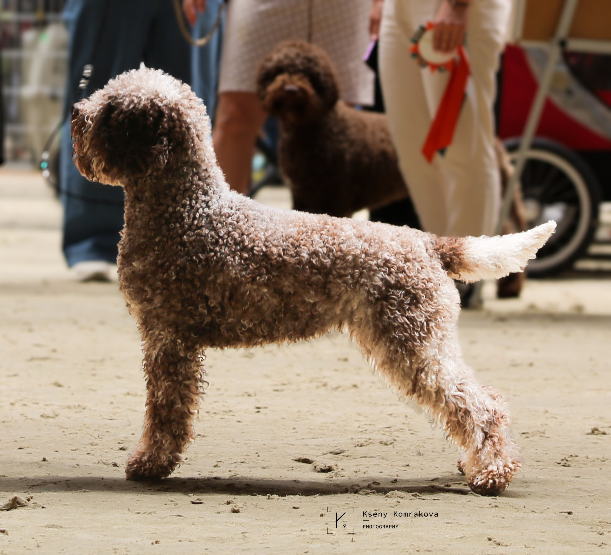 Съемка собак. Анималистика. Репортаж. Индивидуальная съемка