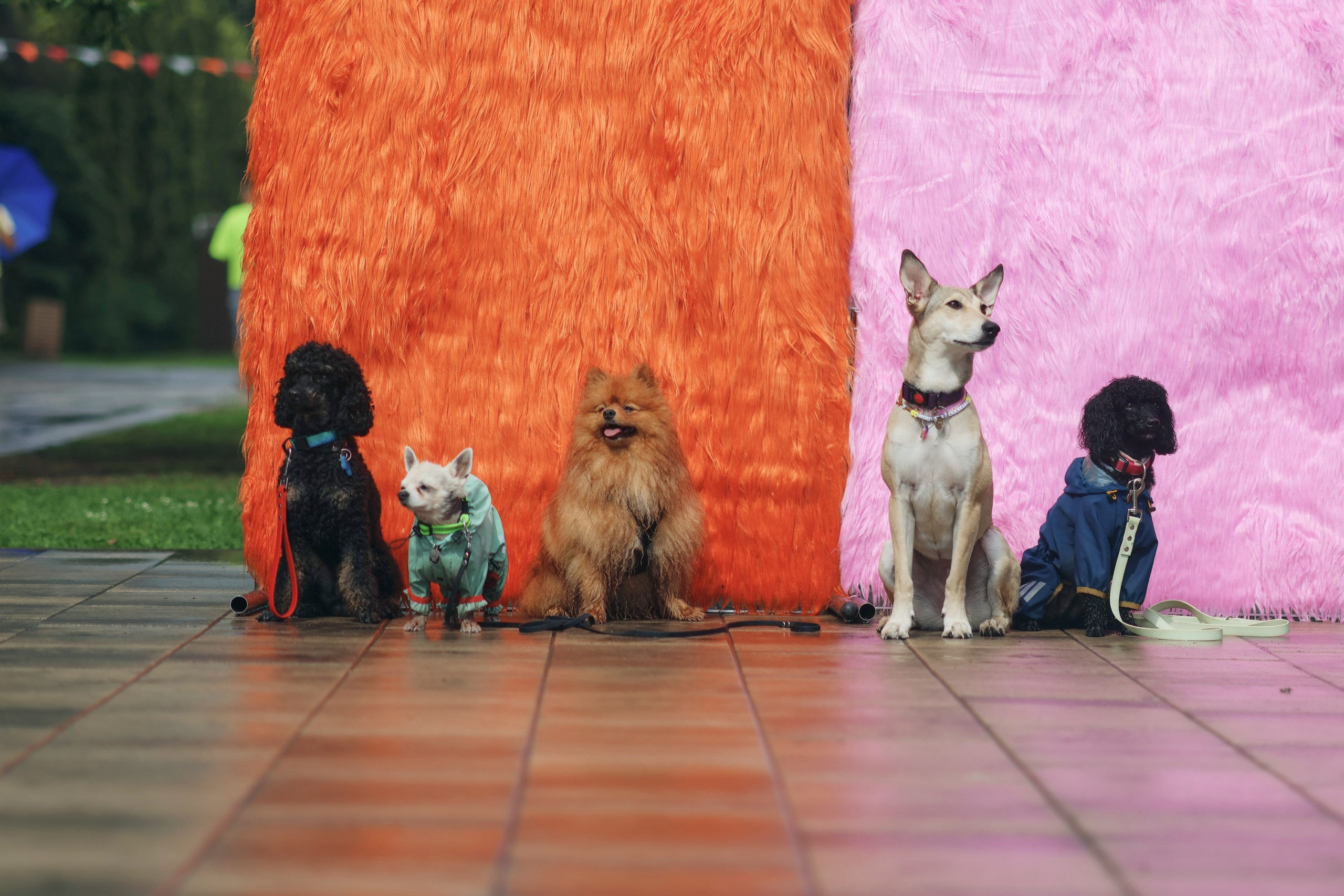 Четыре Лапы. Свадебный и репортажный фотограф Дмитрий Кононенко