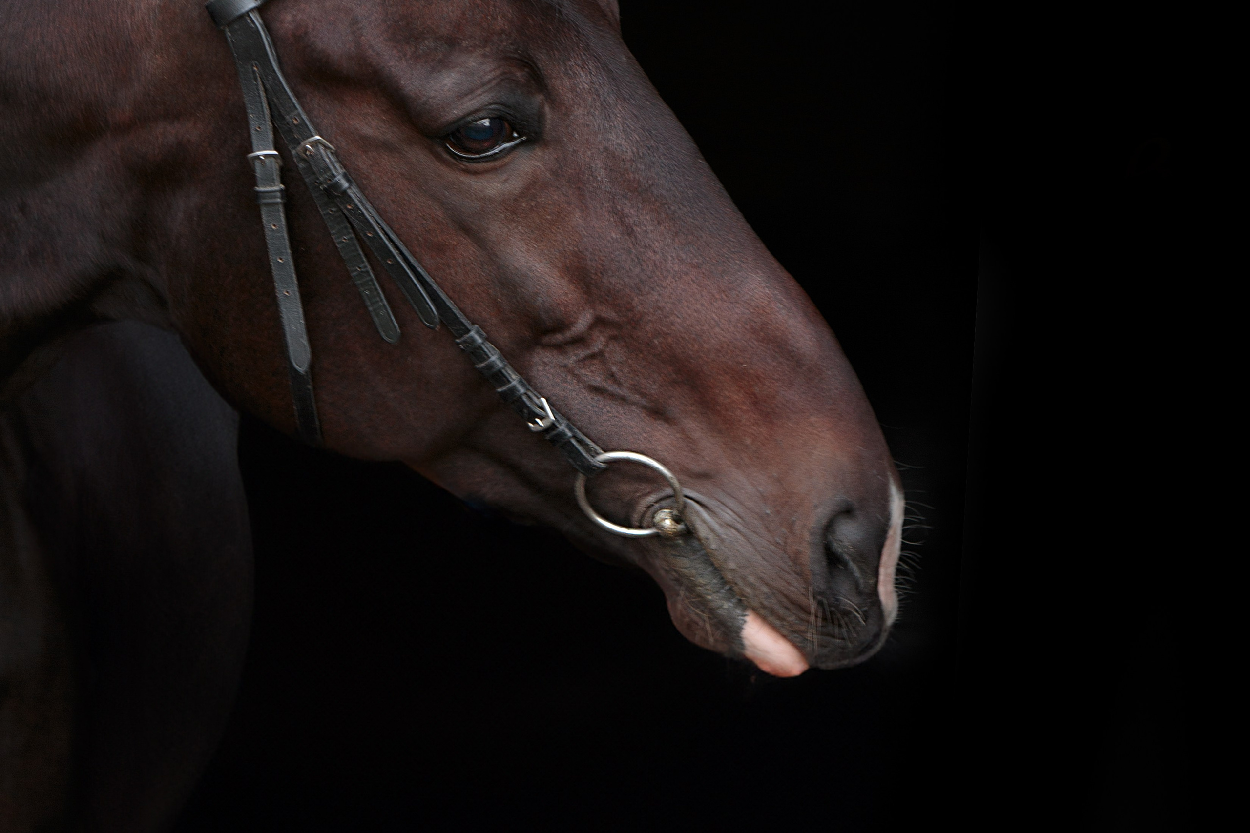 СЪЕМКА ЛОШАДЕЙ. Конный фотограф в Красноярске — Любовь Похабова