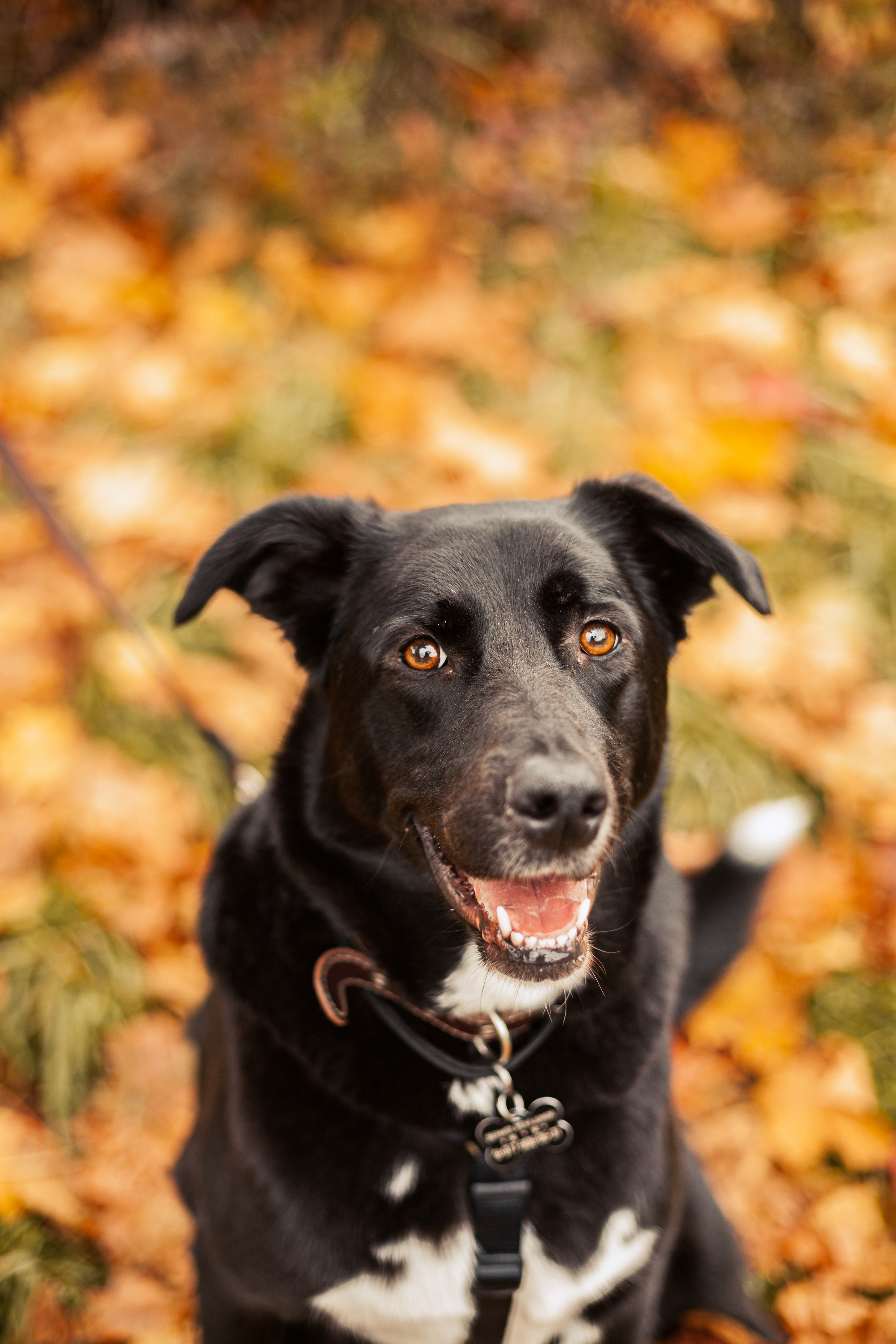 Юля и Фортуна. Фотограф-анималист Татьяна Степанова