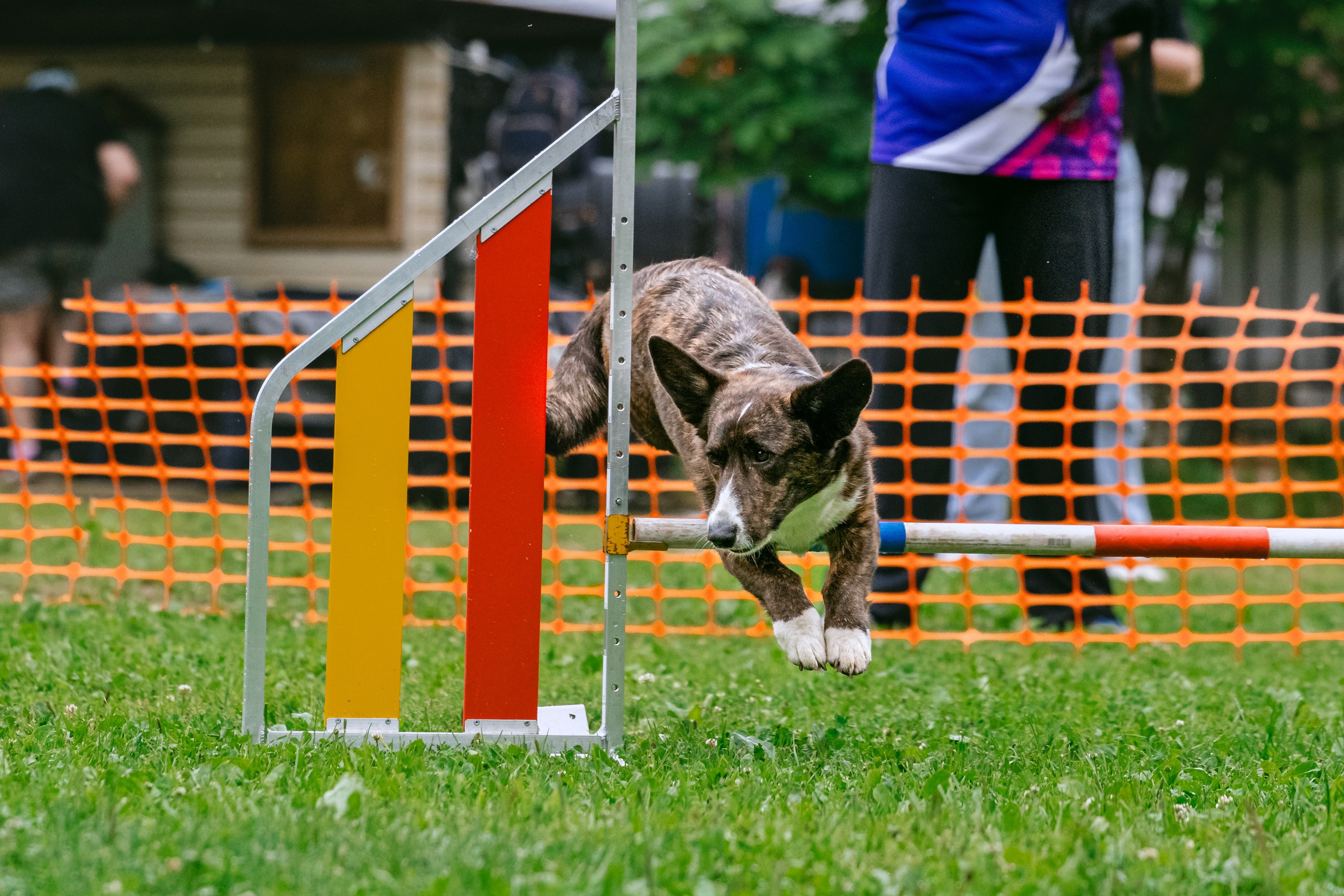 Соревнования по аджилити Долгопрудный 30.06.2025. Фотограф-анималист Татьяна Степанова