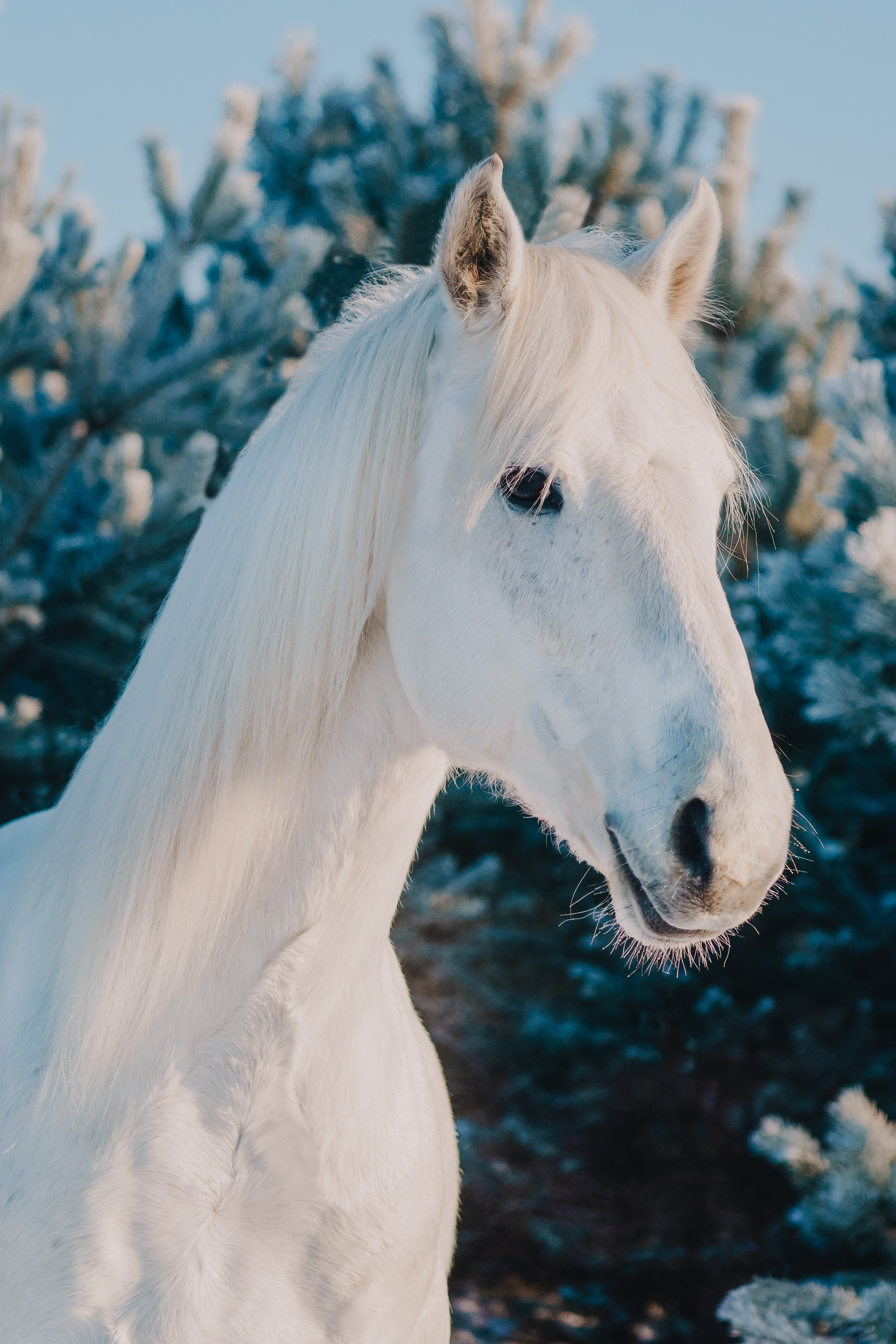 Life with horse. Saamill