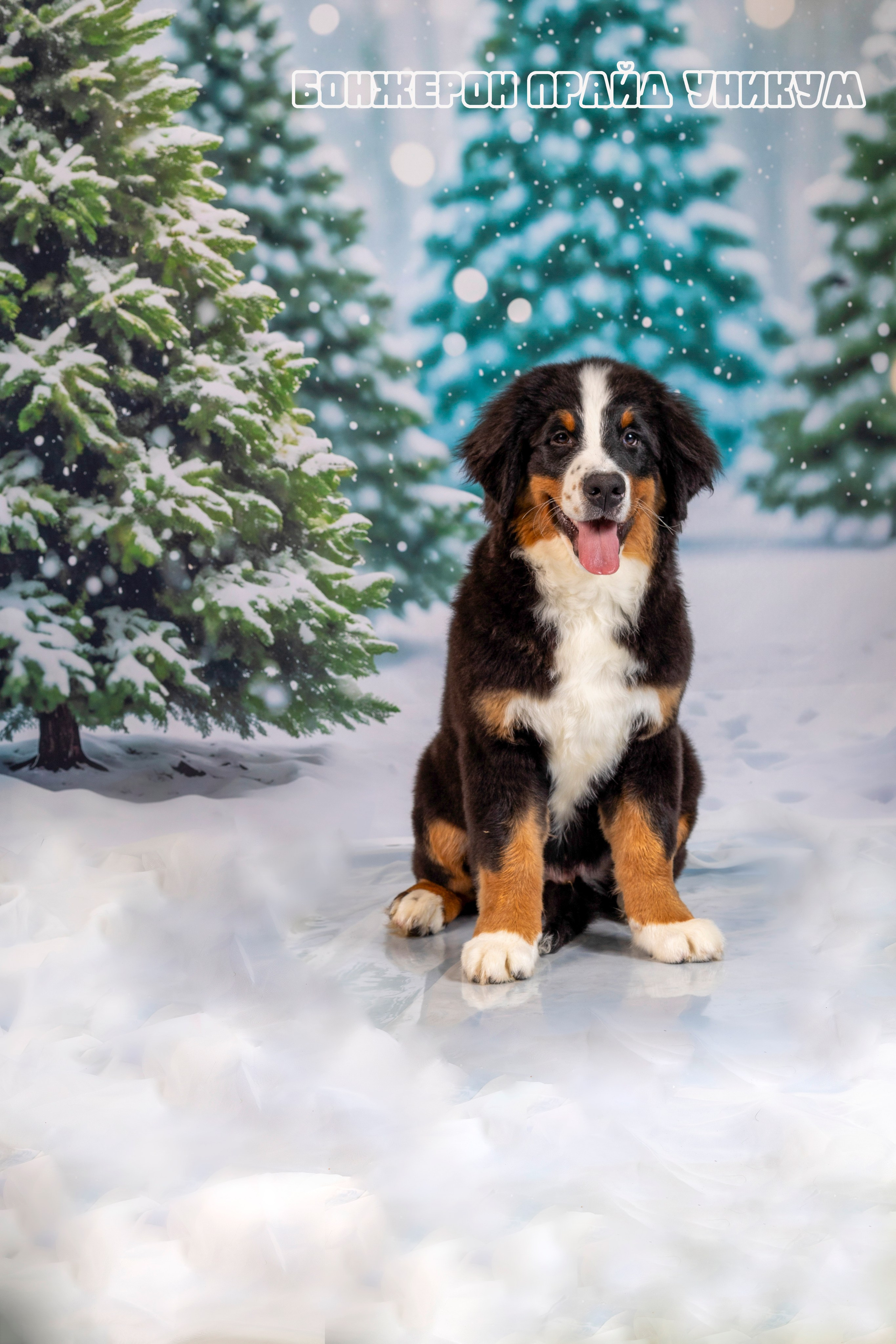 Бонжерон прайд. Фотограф 📸 семейный, предметный, репортажный