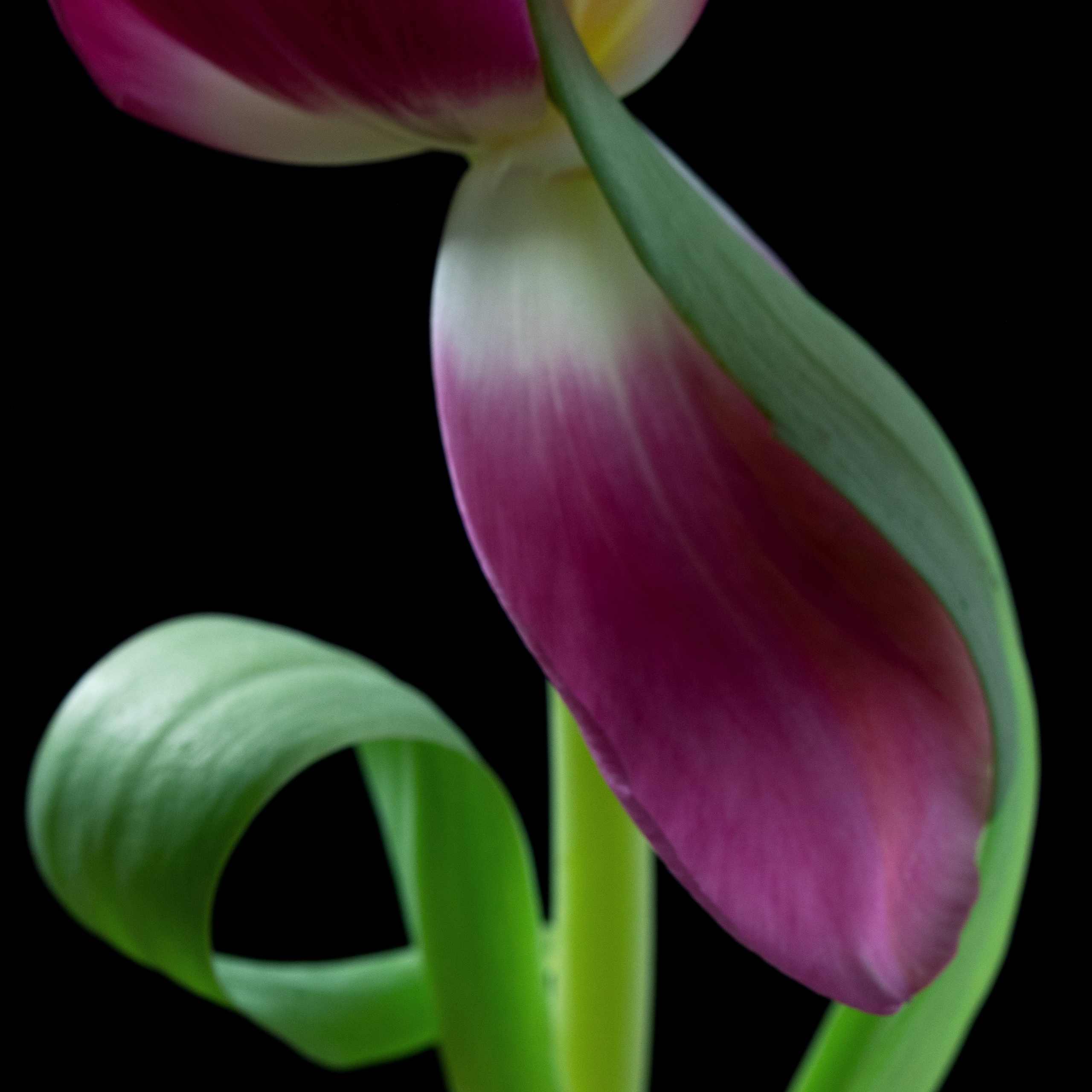 Whispering Bloom. Author’s fine art prints with international delivery