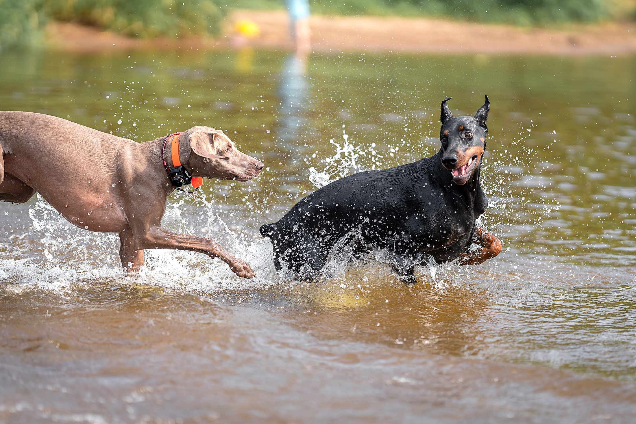 Фанта и Асти. Фотограф анималист Ольга Луканенкова в Москве