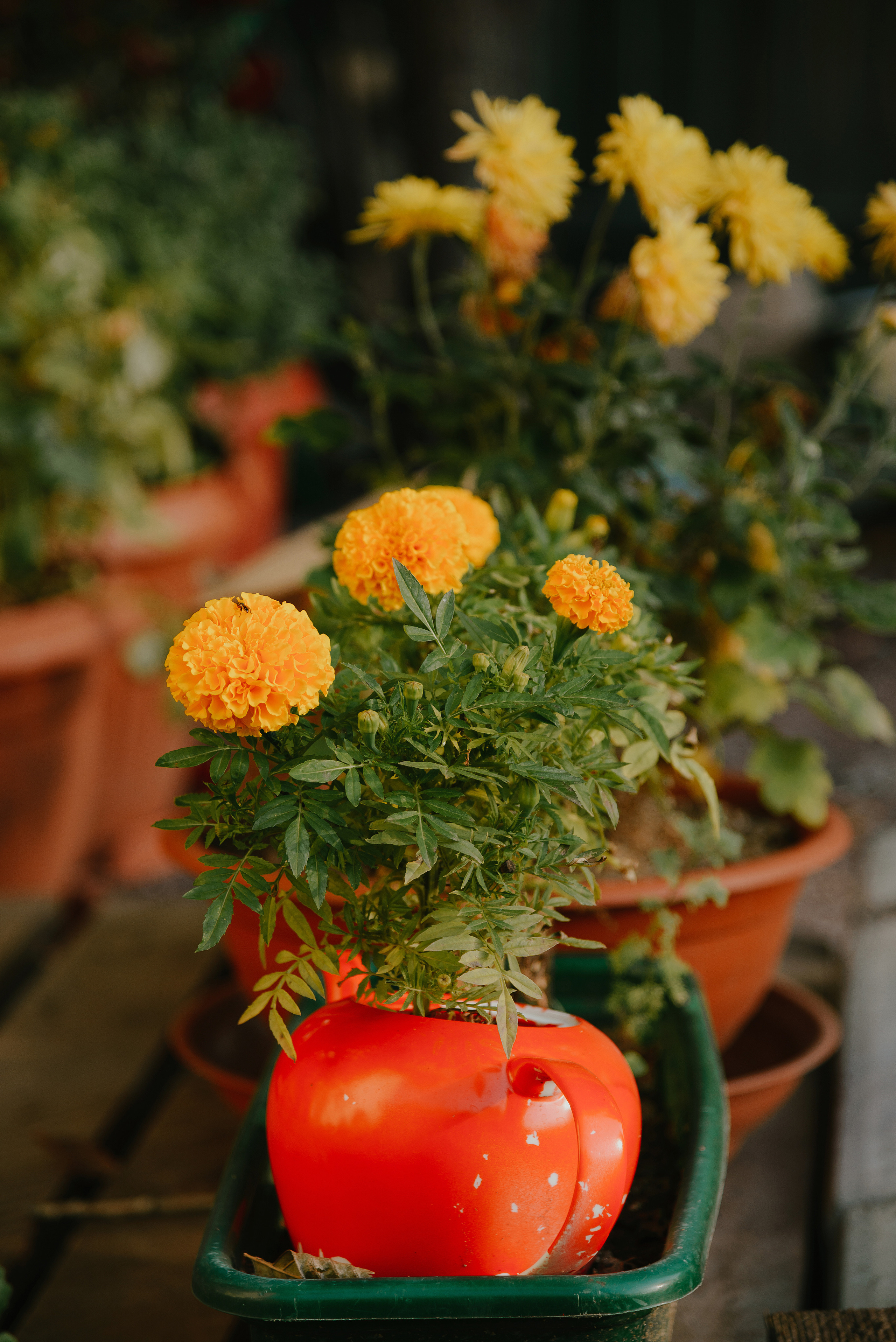 Дачница. Свадебный фотограф Караганда