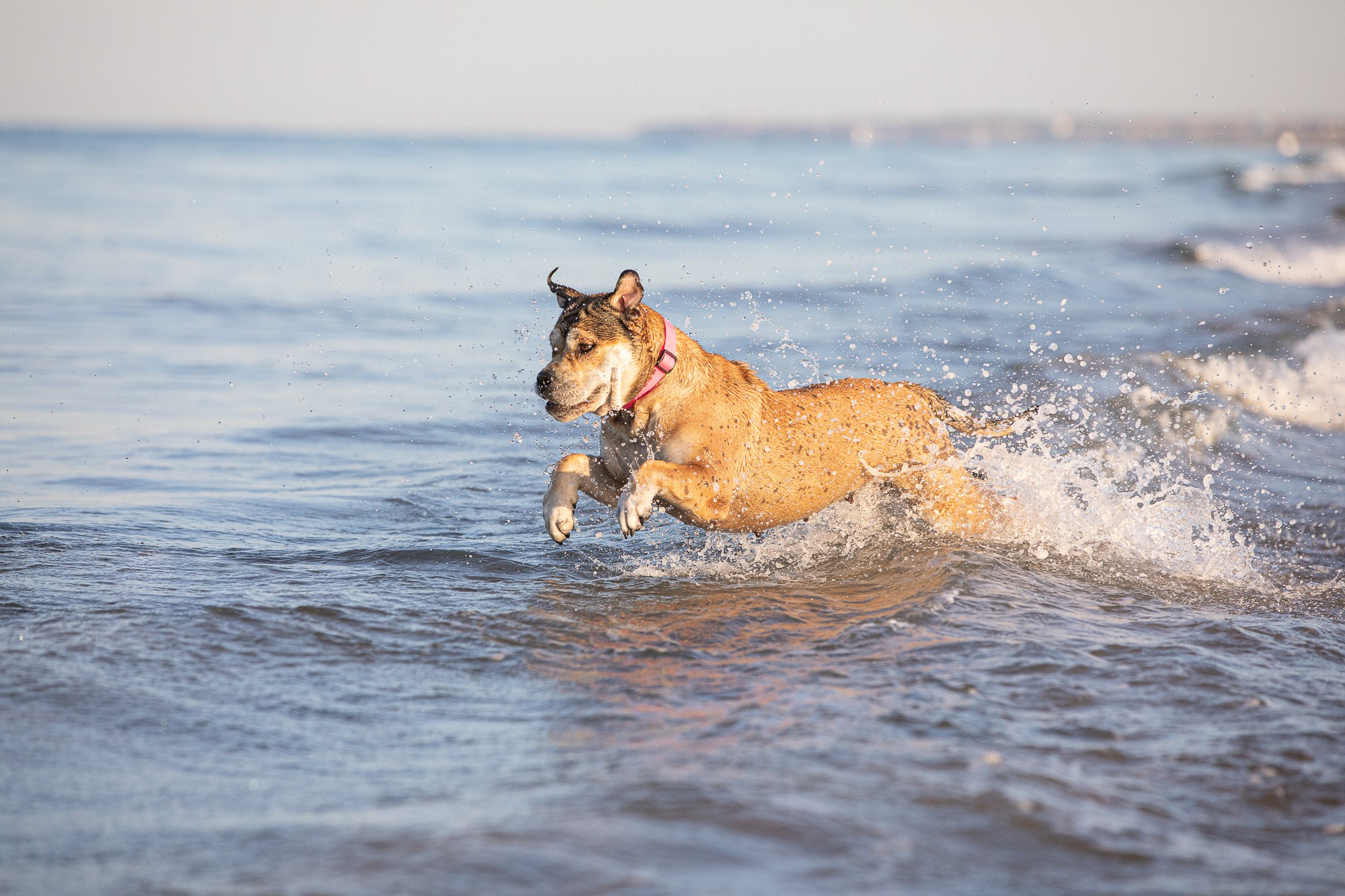 В движении. Yana Karamysheva Animal Photo