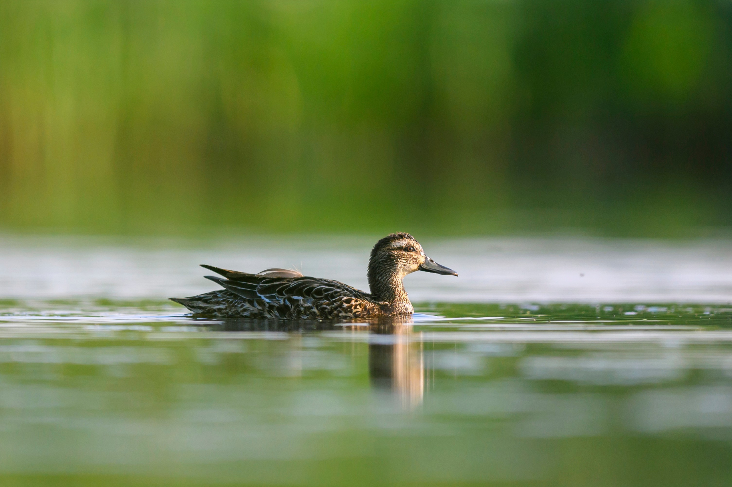Чирки. Wildlife photography by Sergey Puponin