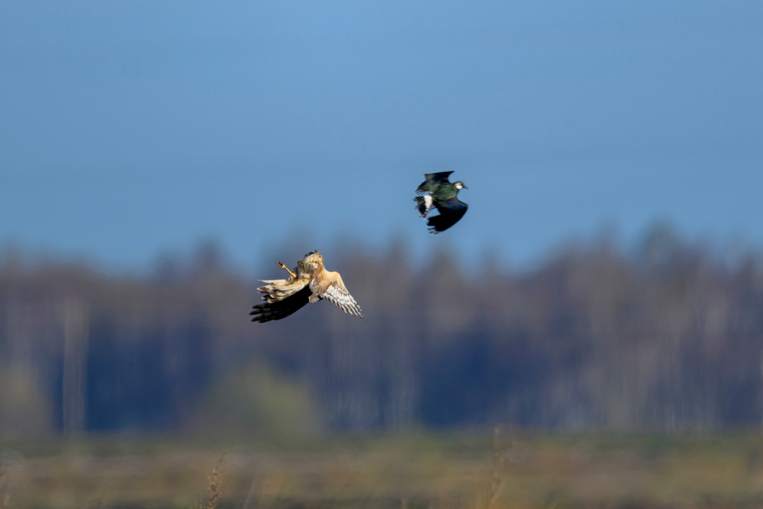 Куропатки. Wildlife photography by Sergey Puponin