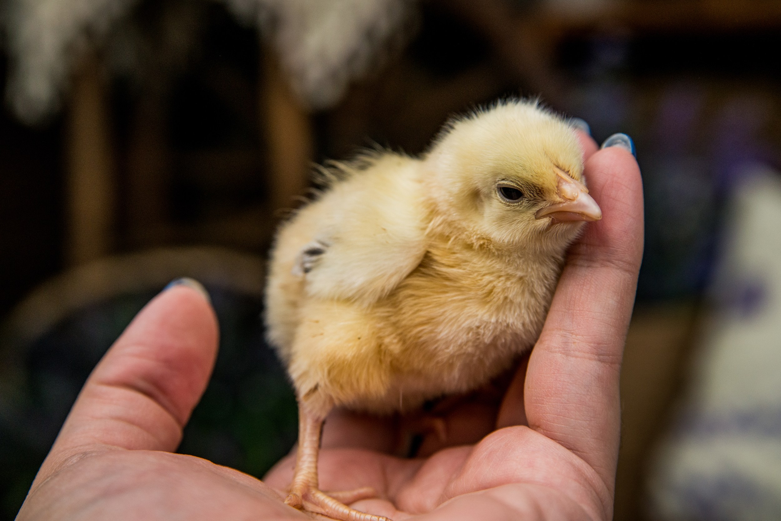 Пасхальные фотодни. Фотограф и дизайнер в Москве Екатерина Лобачева