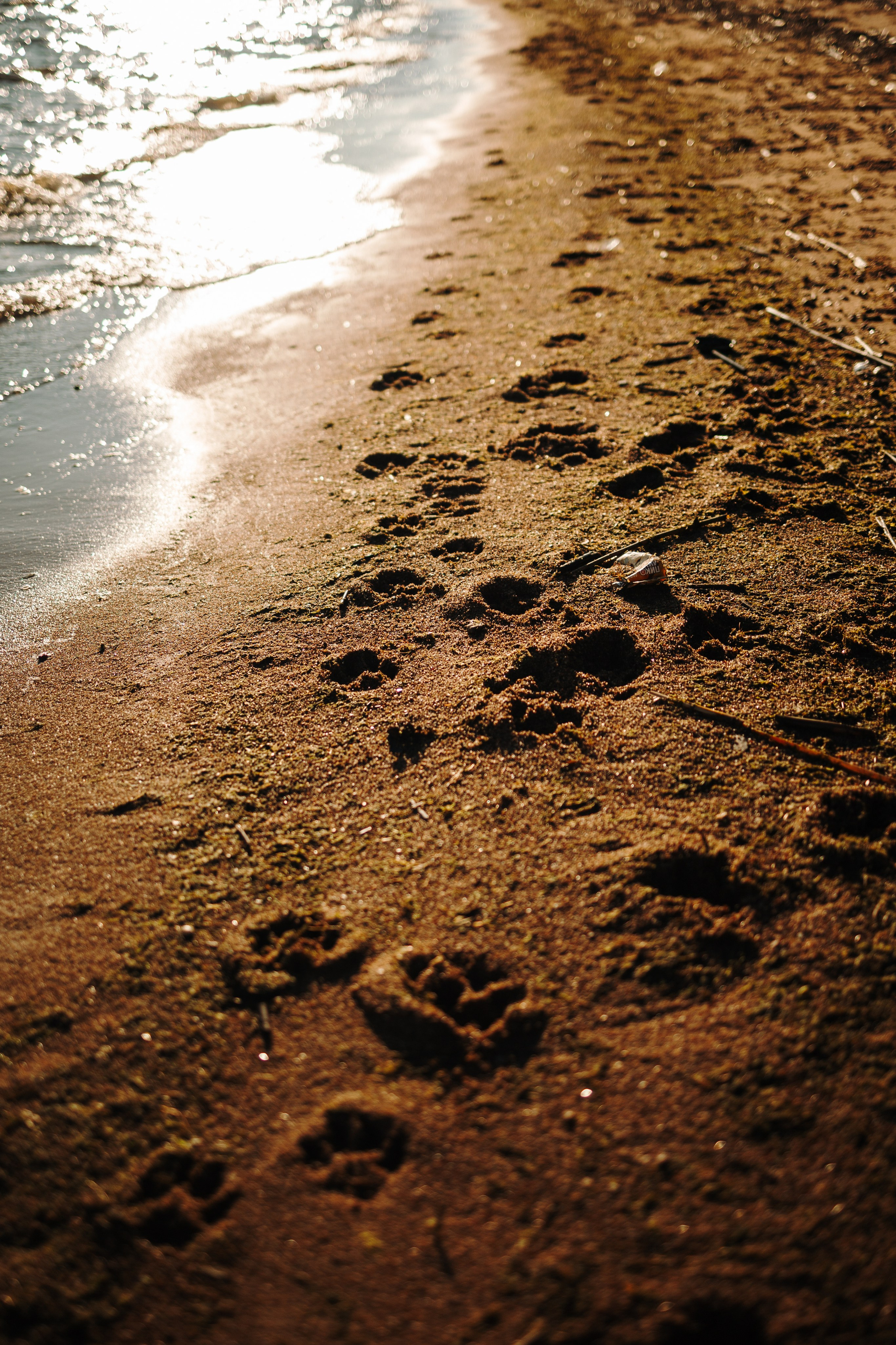 Катя и ее девочки. Фотограф — Анималист | Санкт-Петербург
