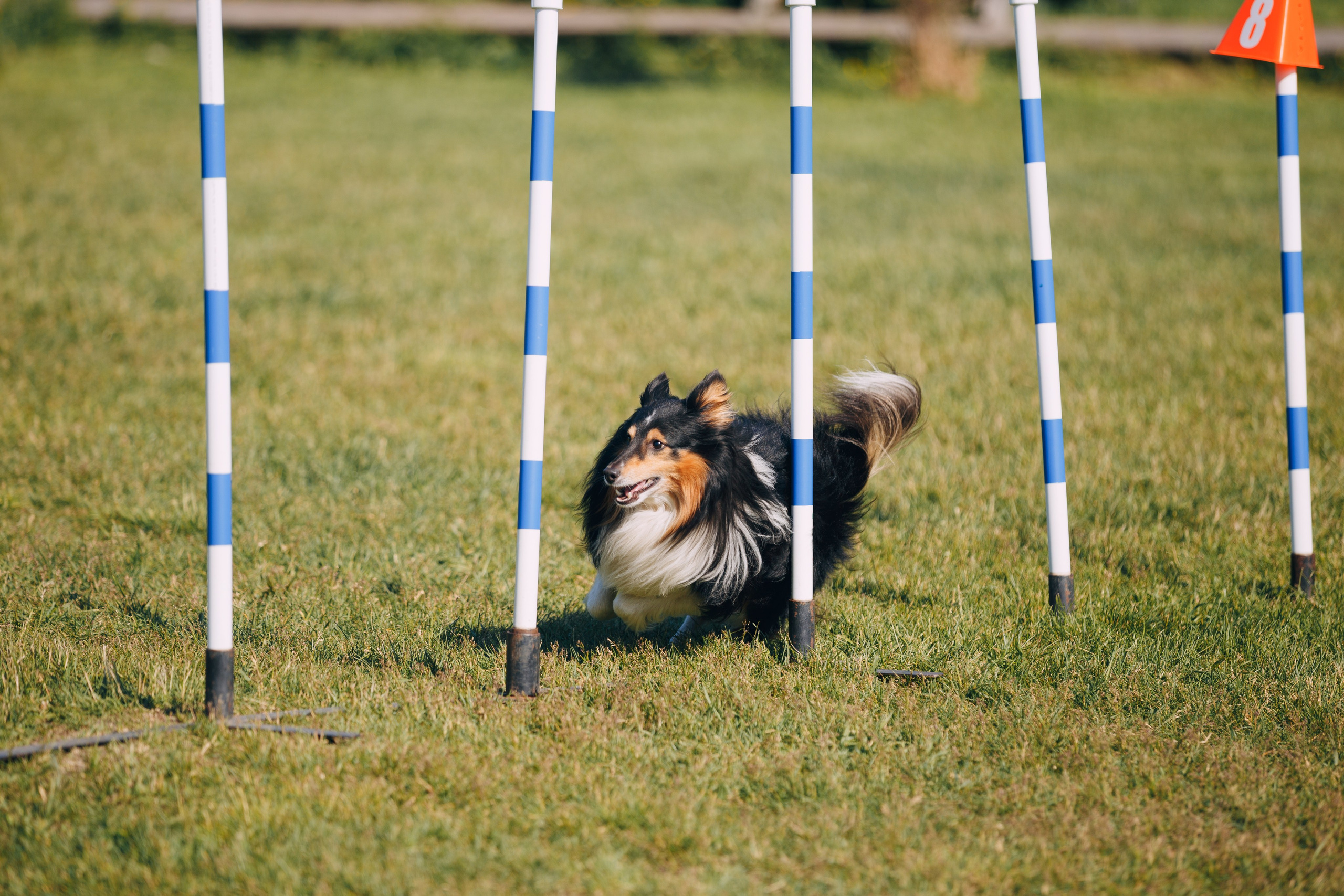 Кинологический лагерь в Горыныче. Фотограф анималист Кристина Карпова, Москва
