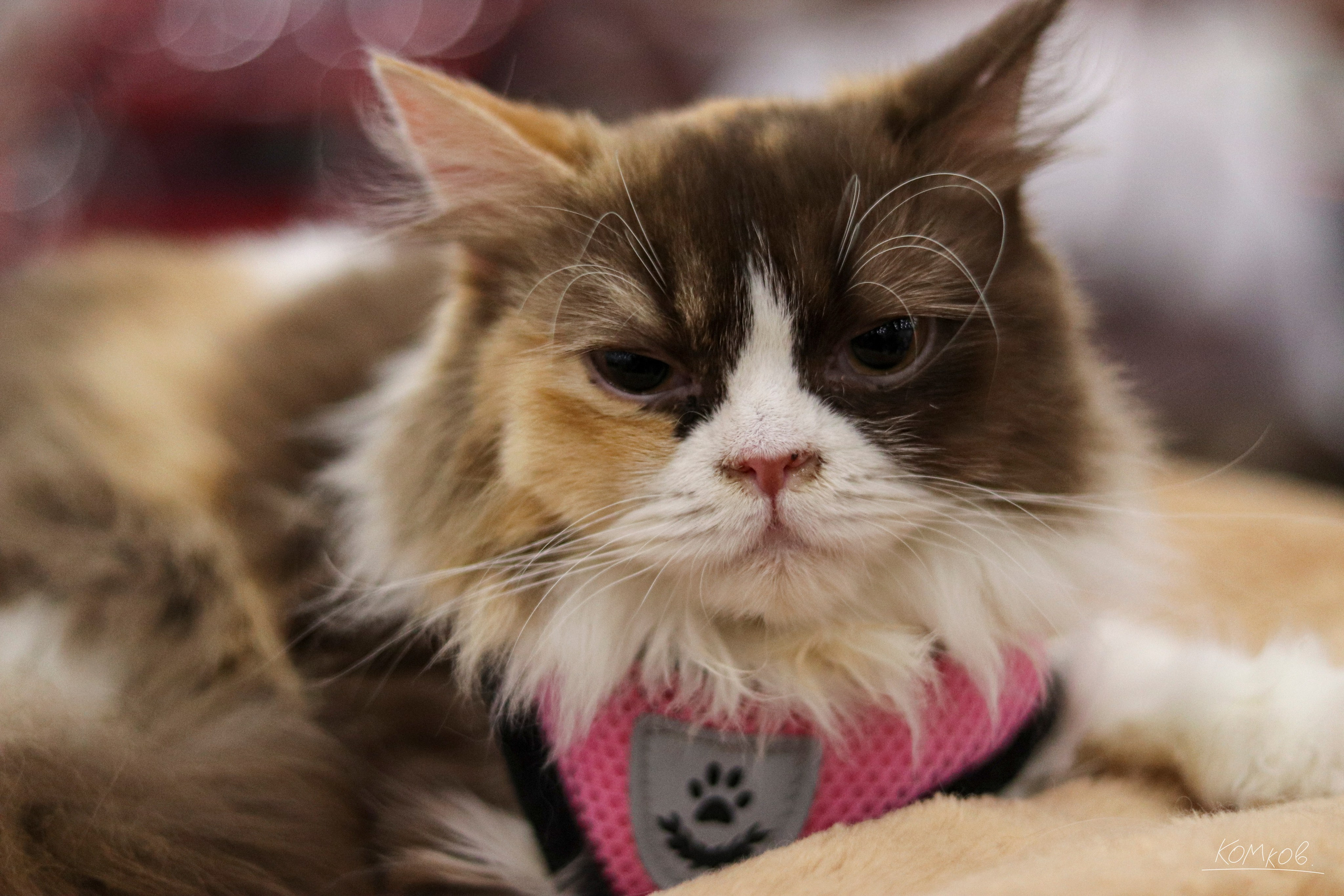 ЗооШоу. Ивентный фотограф в Санкт-Петербурге Олег Комков