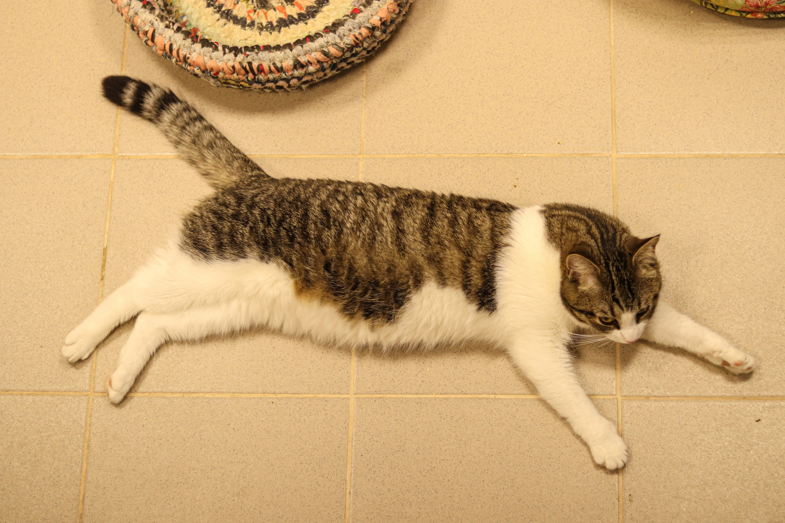 Петербургский дом кота (27 июня 2024). Ивентный фотограф в Санкт-Петербурге Олег Комков