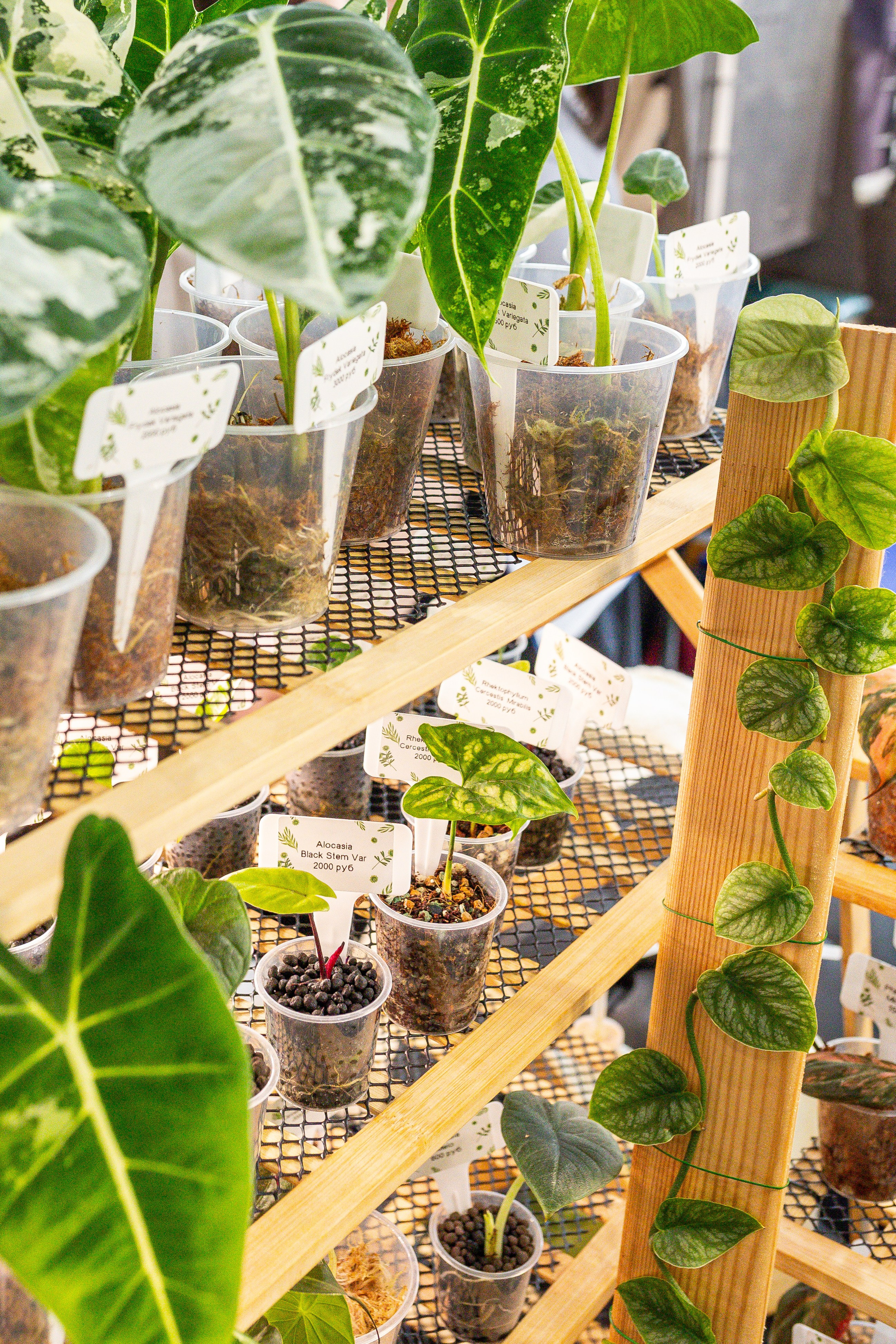 Монстериум апрель 2025. Александра Куликова фотограф, Москва