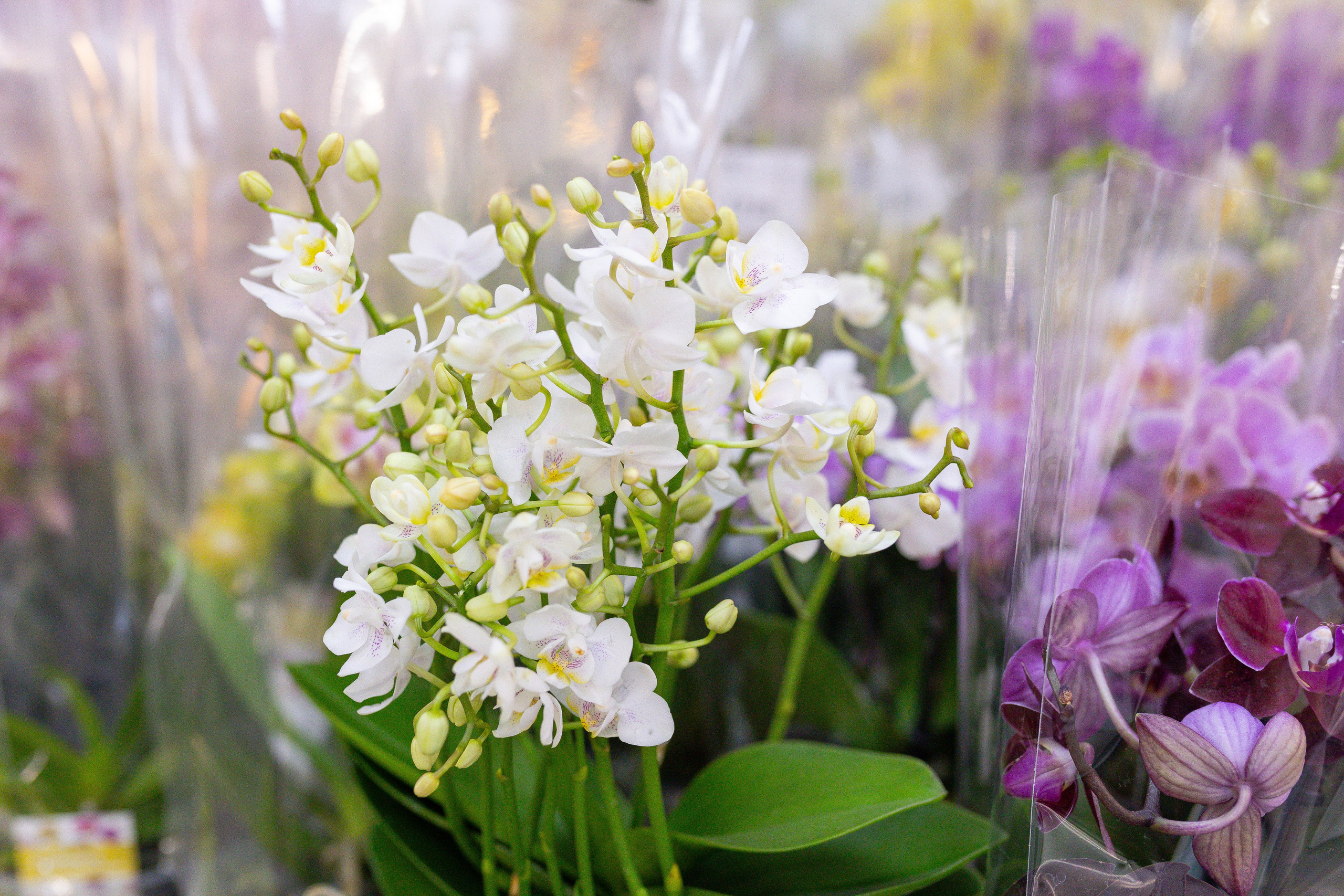 Орхидиум 12.2025. Александра Куликова фотограф, Москва