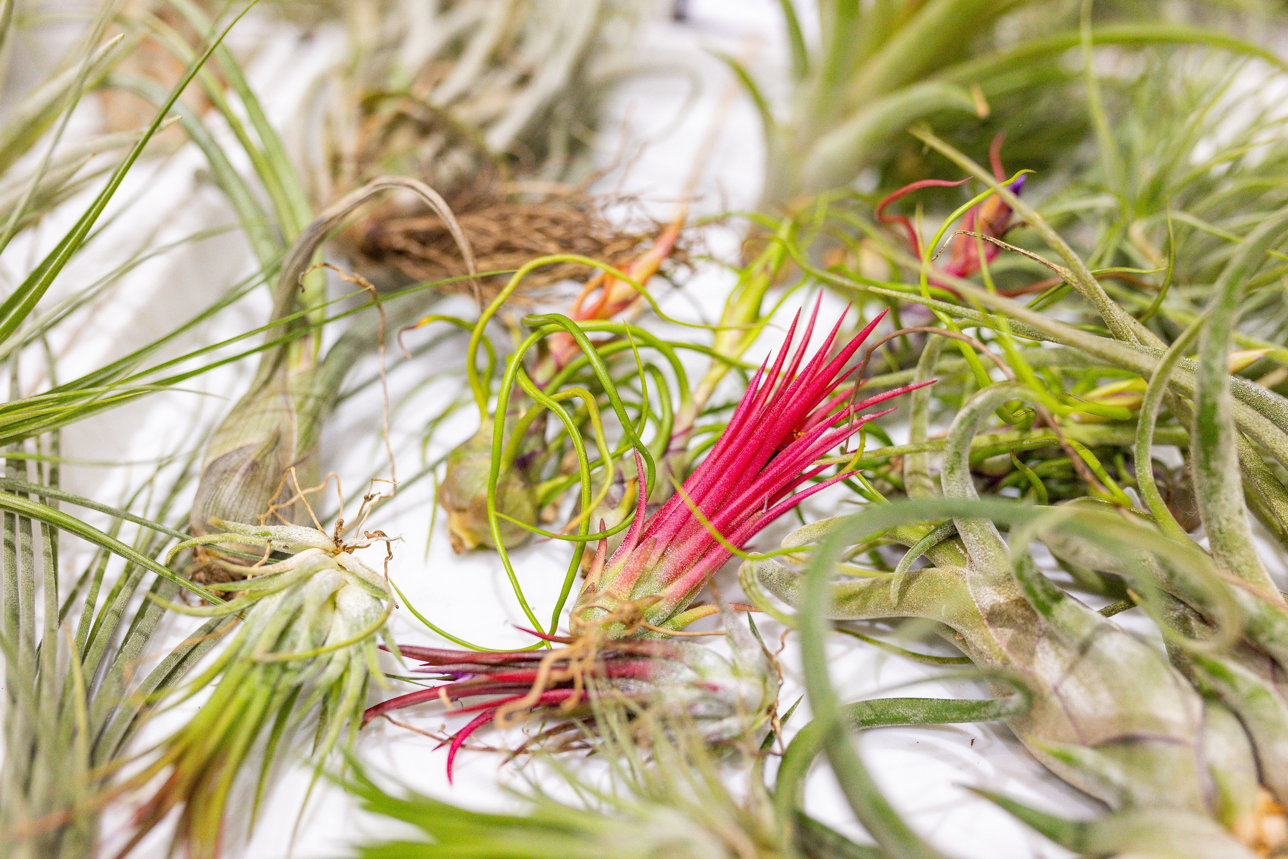 Орхидиум сентябрь 2025. Александра Куликова фотограф, Москва