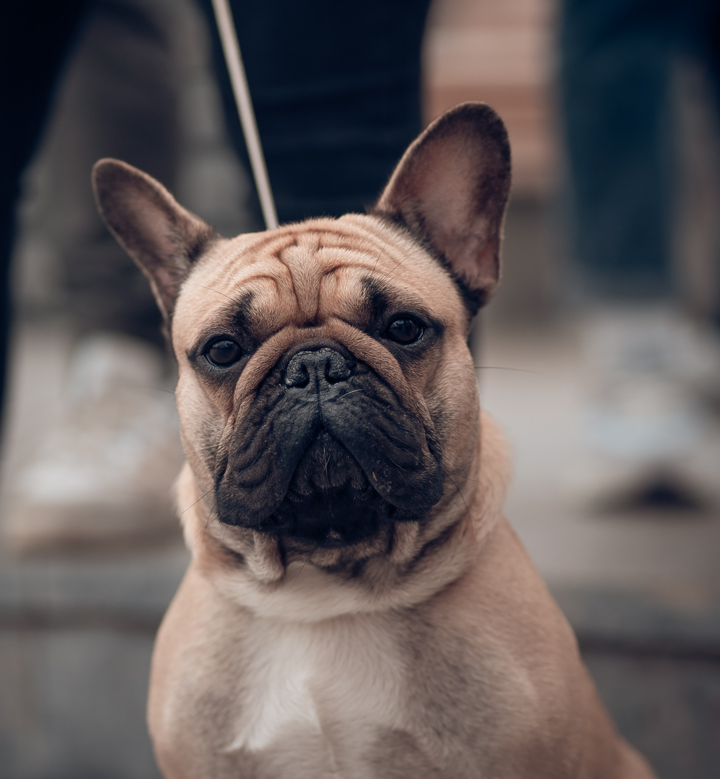 Благотворительная выставка собак в Новом Херсонесе г. Севастополь. Церковный фотограф Севастополь