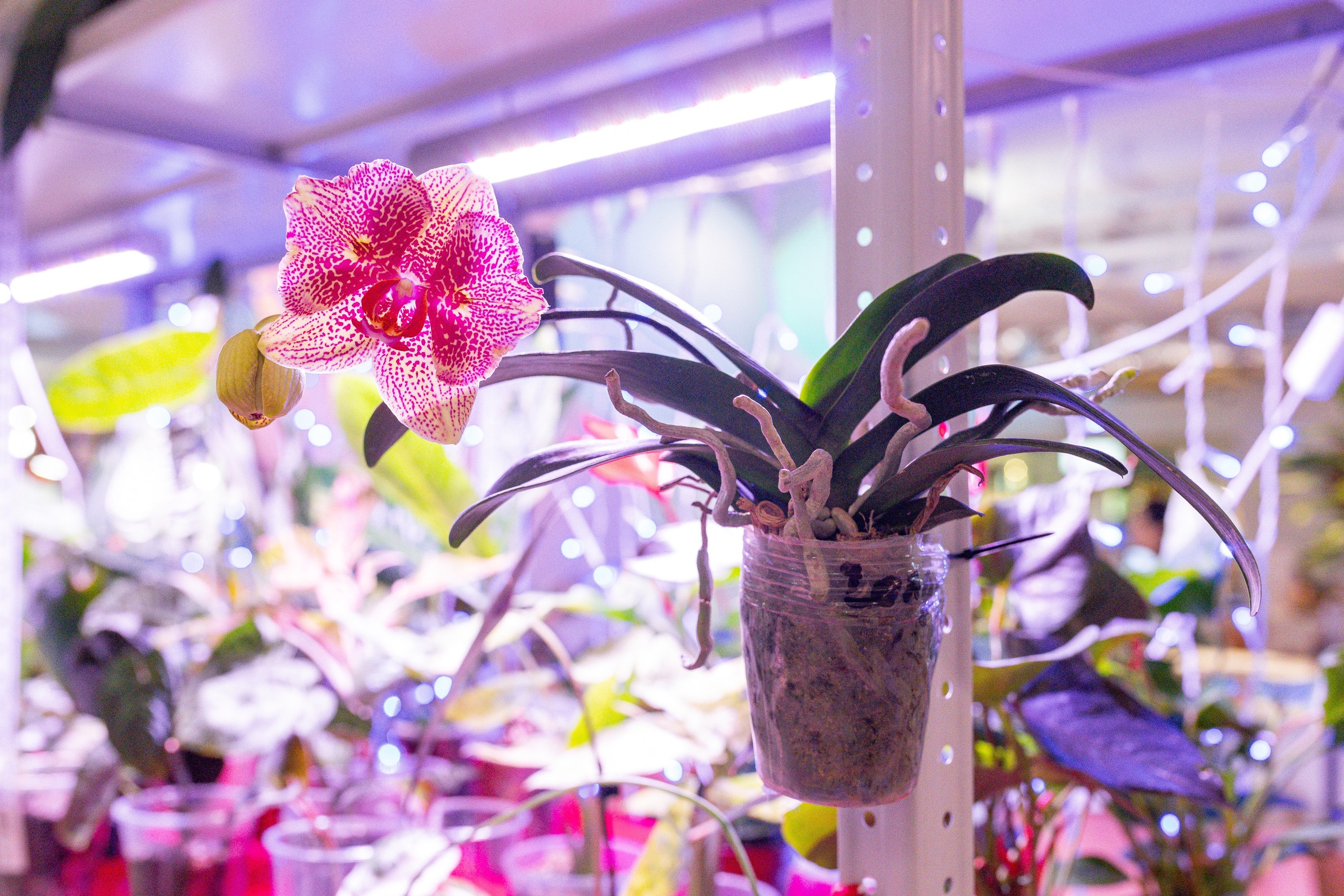 Growbox декабрь 2025. Александра Куликова фотограф, Москва