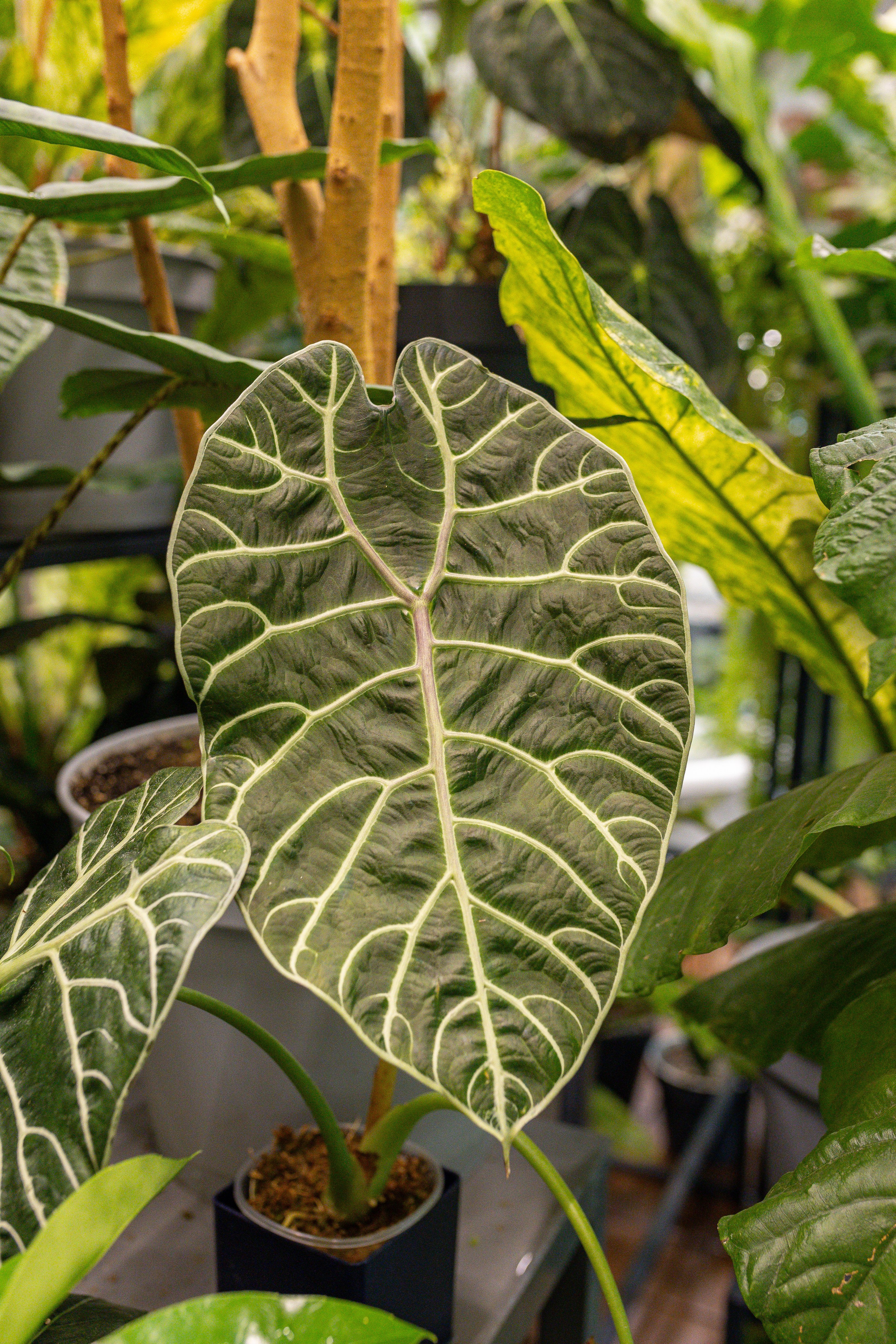 Green rare июнь 2025. Александра Куликова фотограф, Москва