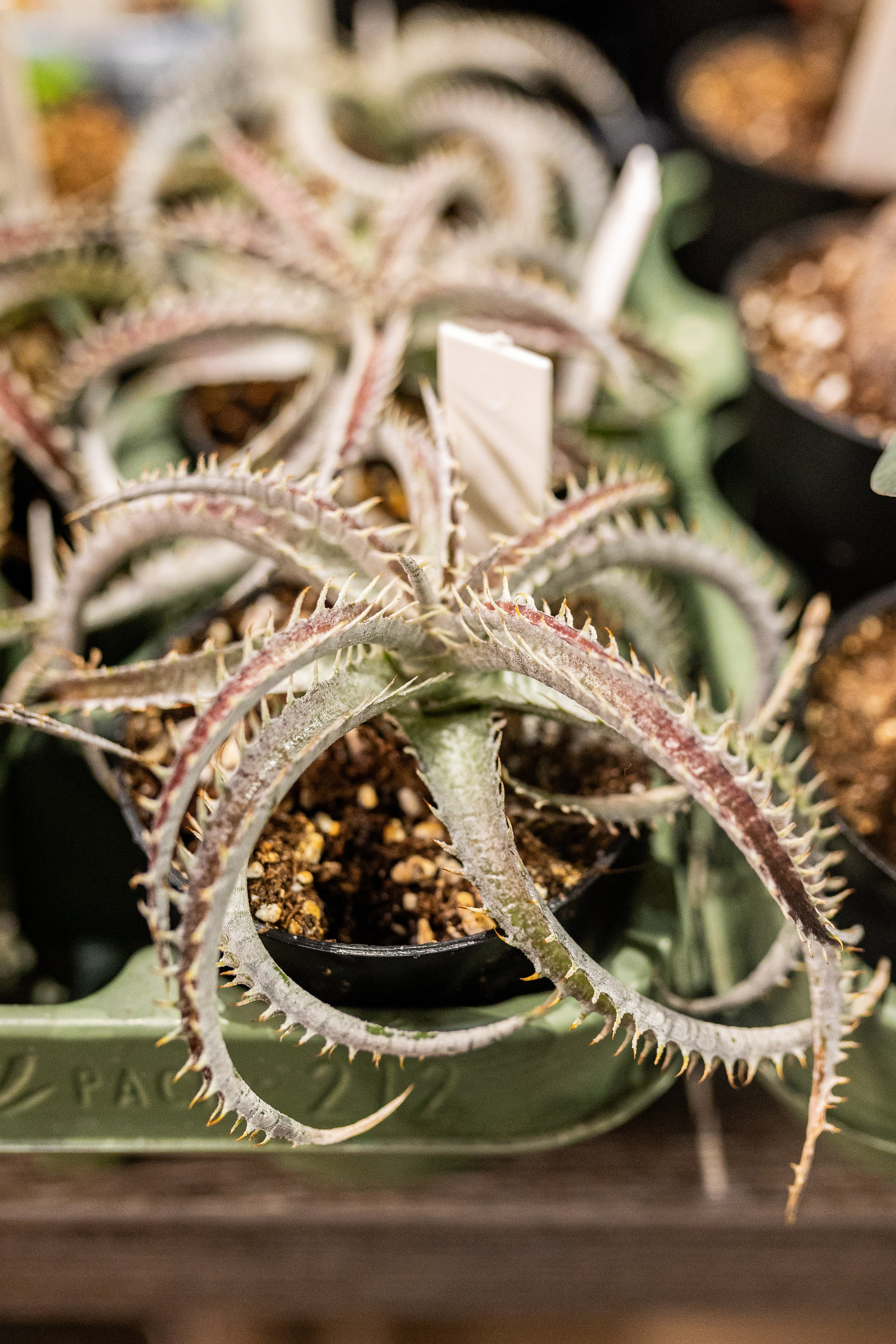 GreenRare ярмарка 2024. Александра Куликова фотограф, Москва