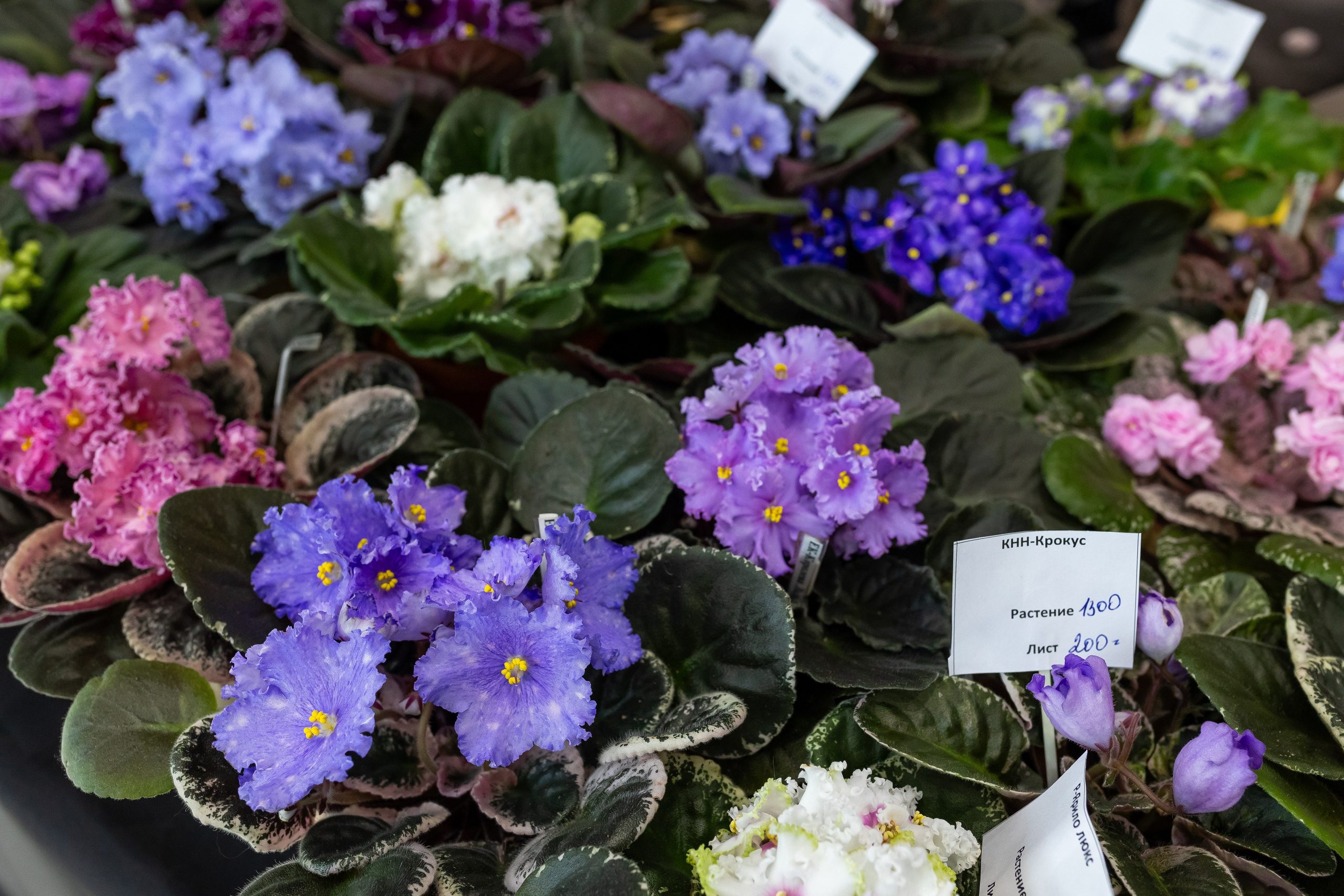 Монстериум апрель 2025. Александра Куликова фотограф, Москва