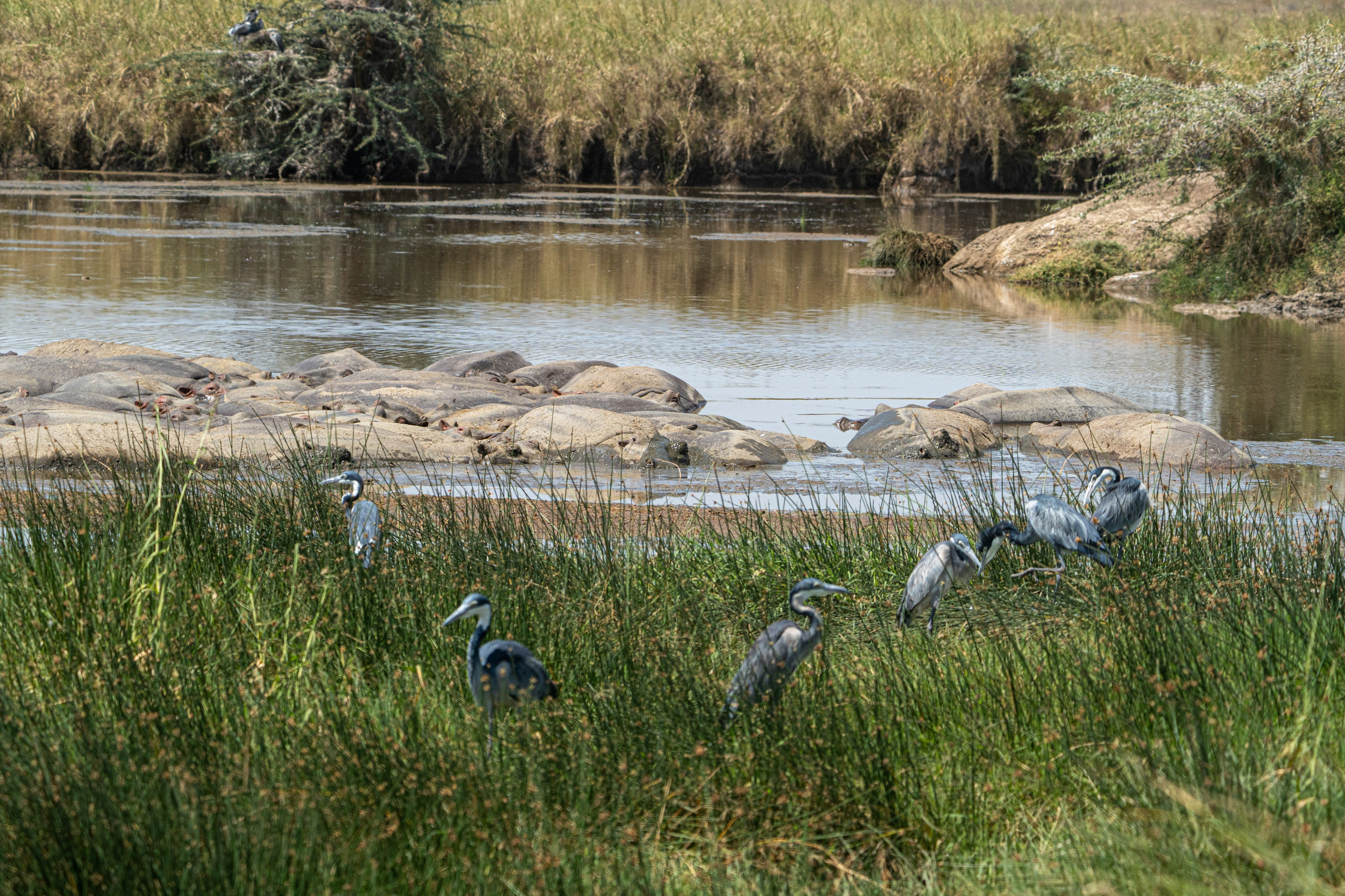 Танзания, сафари, 2025. Творческие сьемки