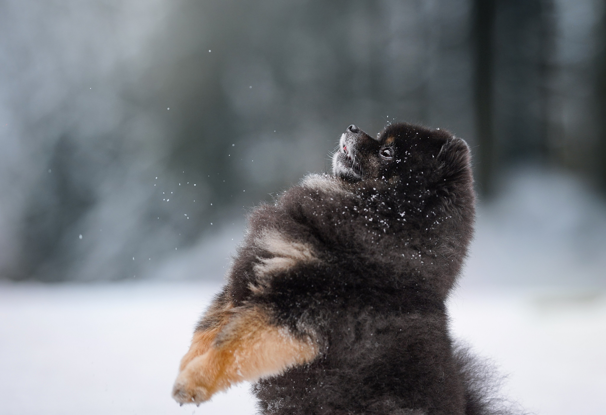Бенчи и Арчи. Фотограф-анималист в Санкт-Петербурге Яна Мартынова