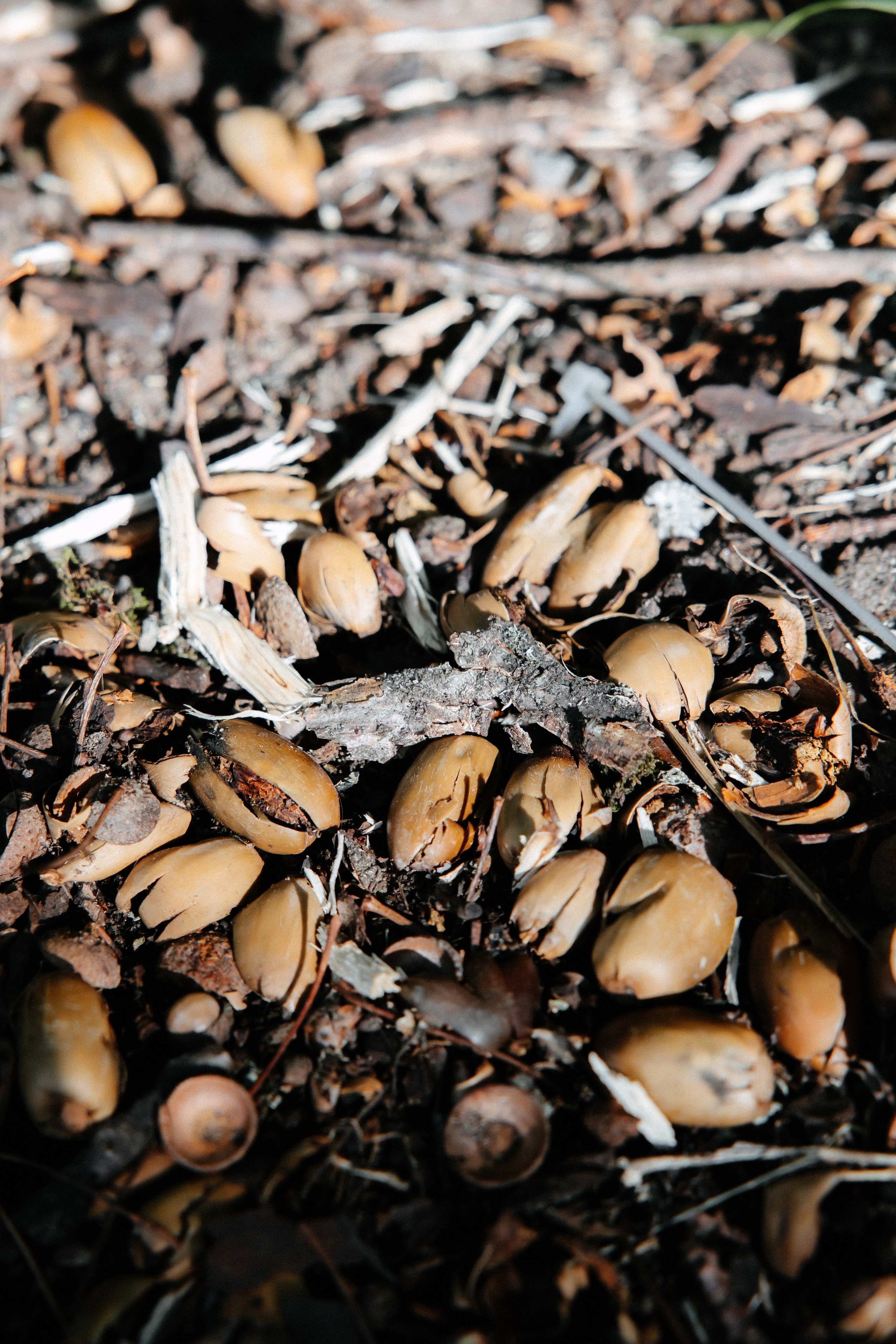 Ирина и Александр. Алена Бадамшина — свадебный фотограф Воронеж / Москва
