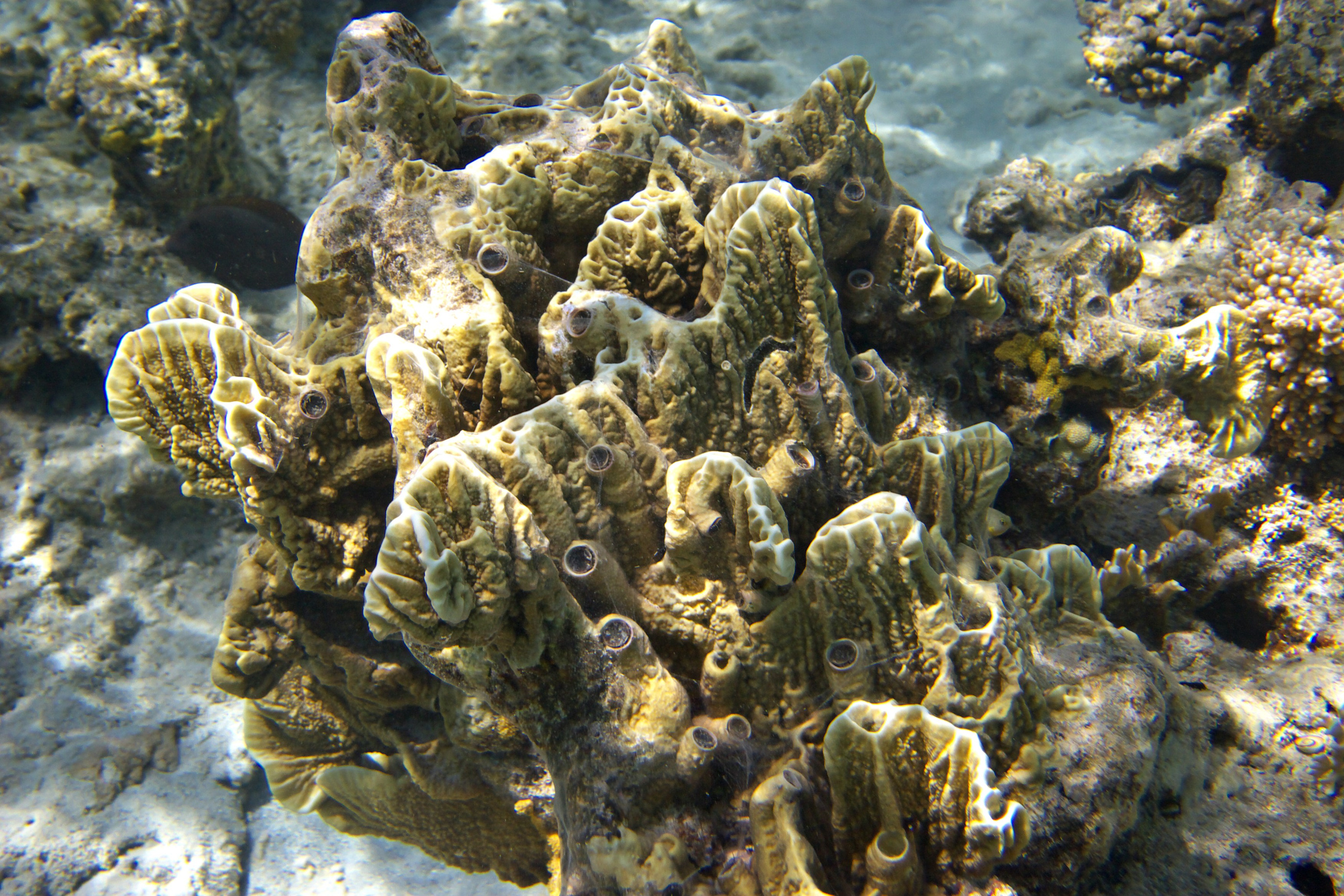 Под водой. Миша Печёнкин | фотография