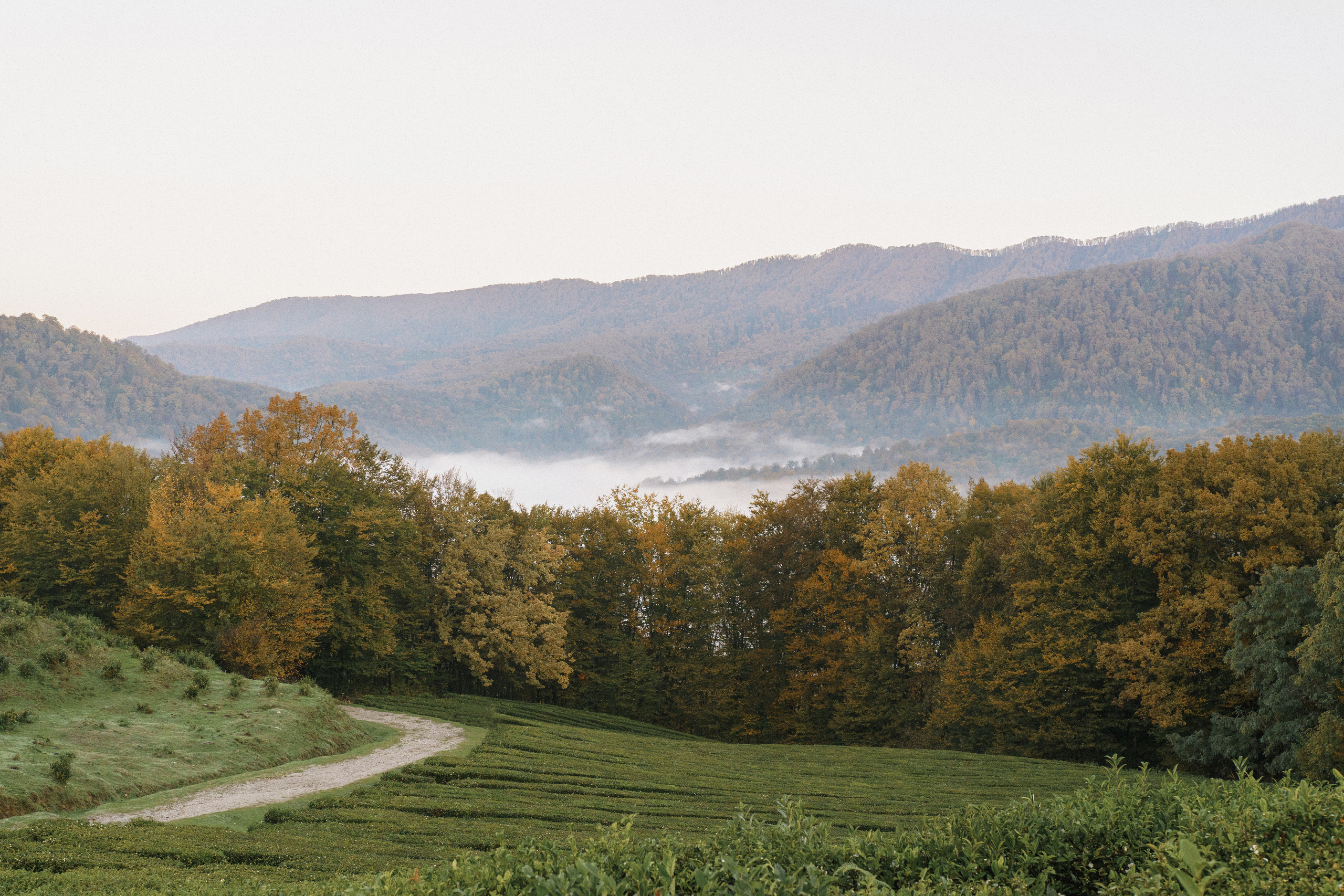 На чайных плантациях: Влад и Даша. Свадебный и индивидуальный фотограф Татьяна Гуляева