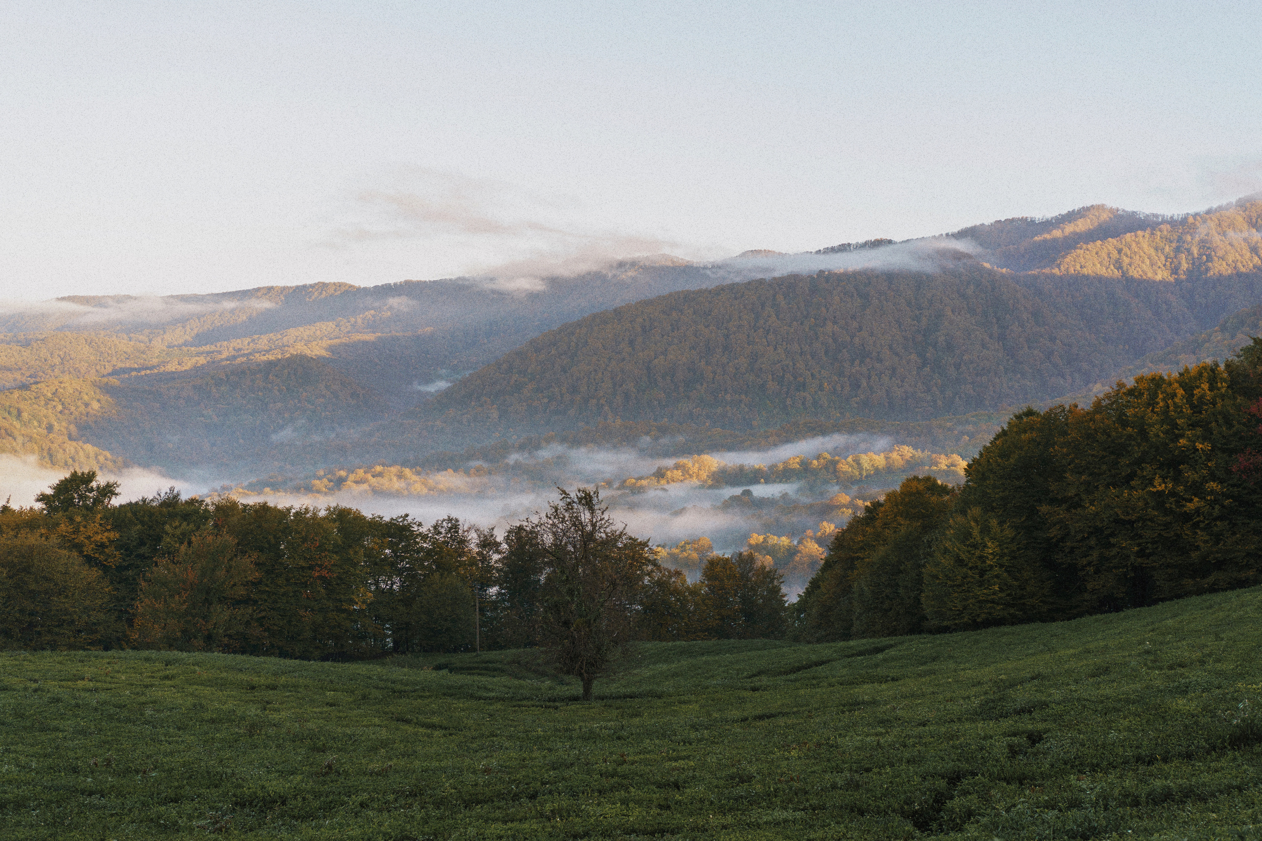 На чайных плантациях: Влад и Даша. Свадебный и индивидуальный фотограф Татьяна Гуляева