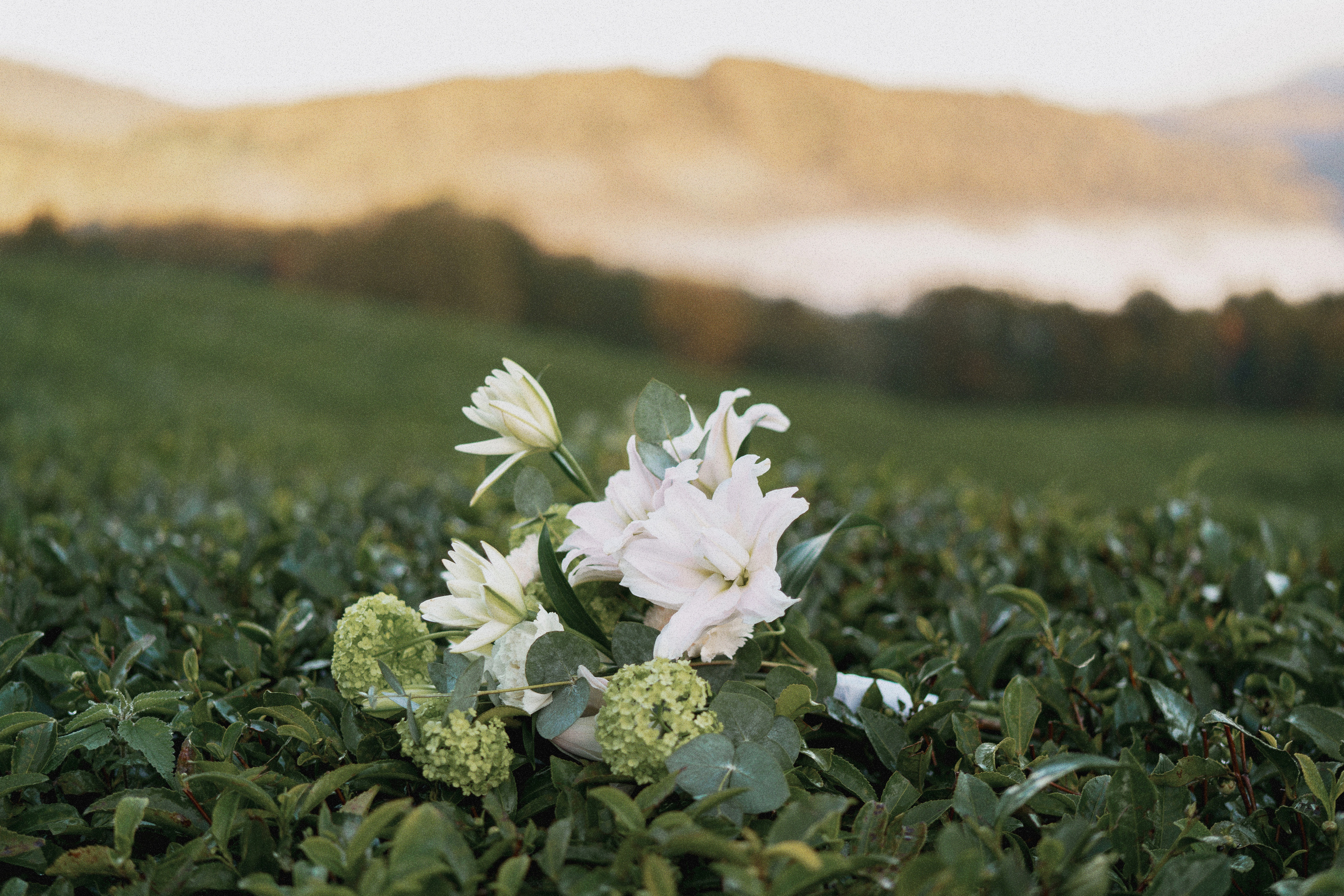 На чайных плантациях: Влад и Даша. Свадебный и индивидуальный фотограф Татьяна Гуляева