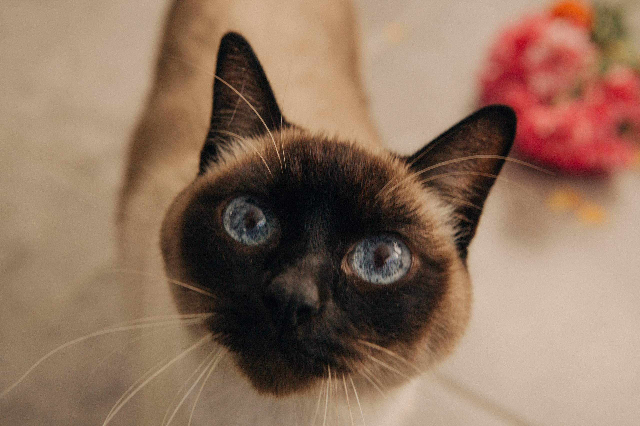 Alina. Portrait, family and pet photographer in Cyprus, Ksenia Bourdelle