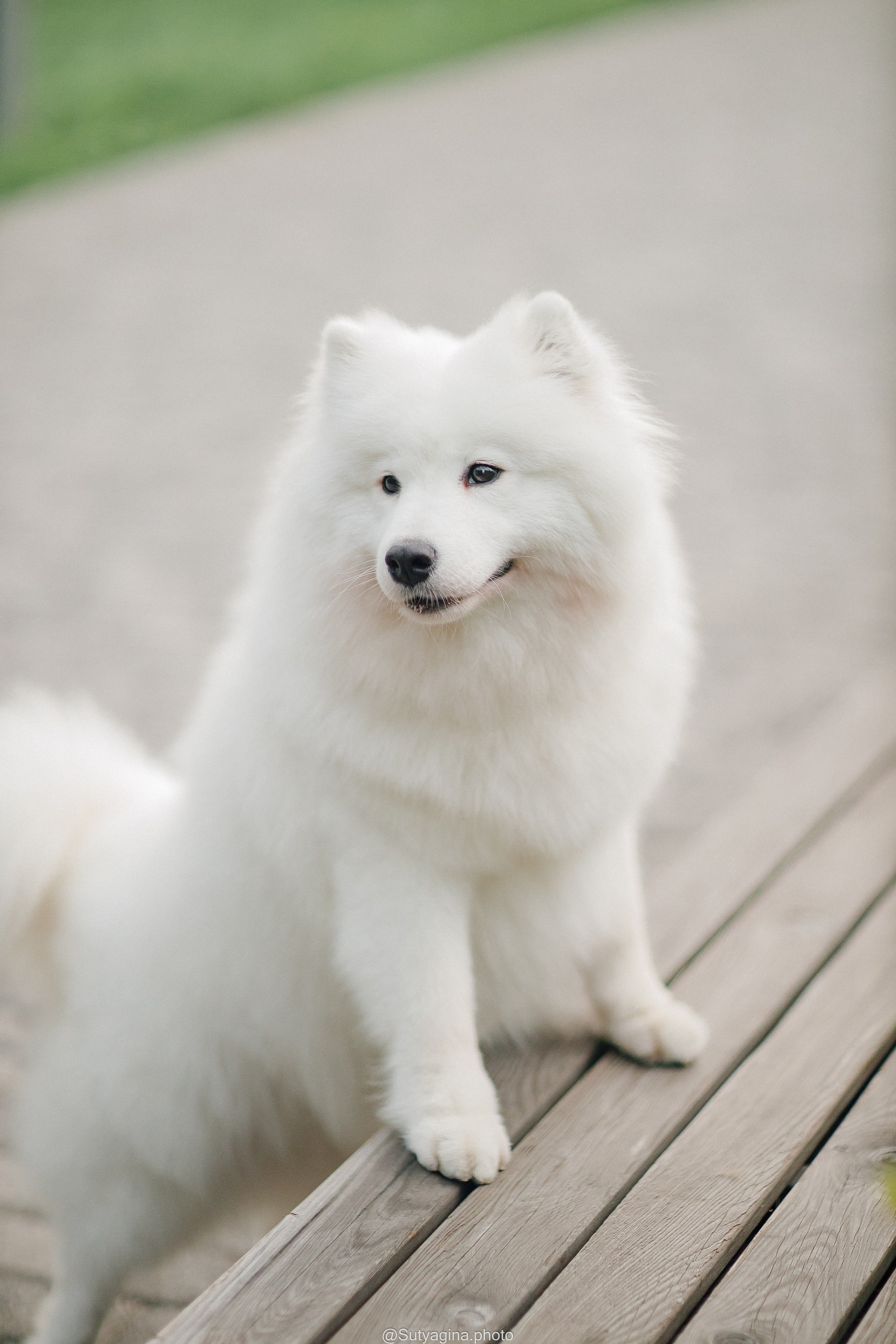 Самоед Рея. Свадебный и женский фотограф