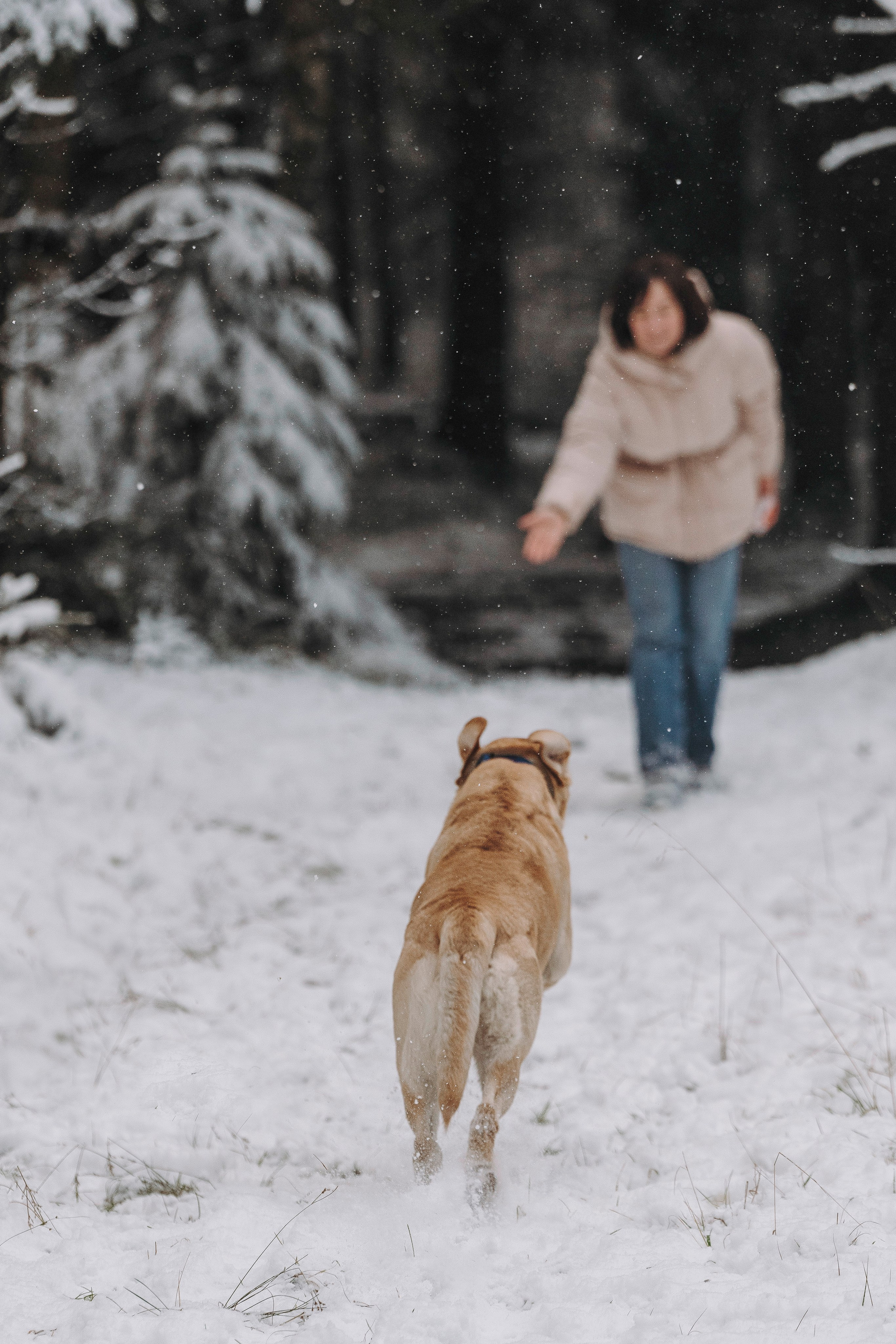 Аня и Честер. Фотограф анималист в Спб недорого Олеся Майорова