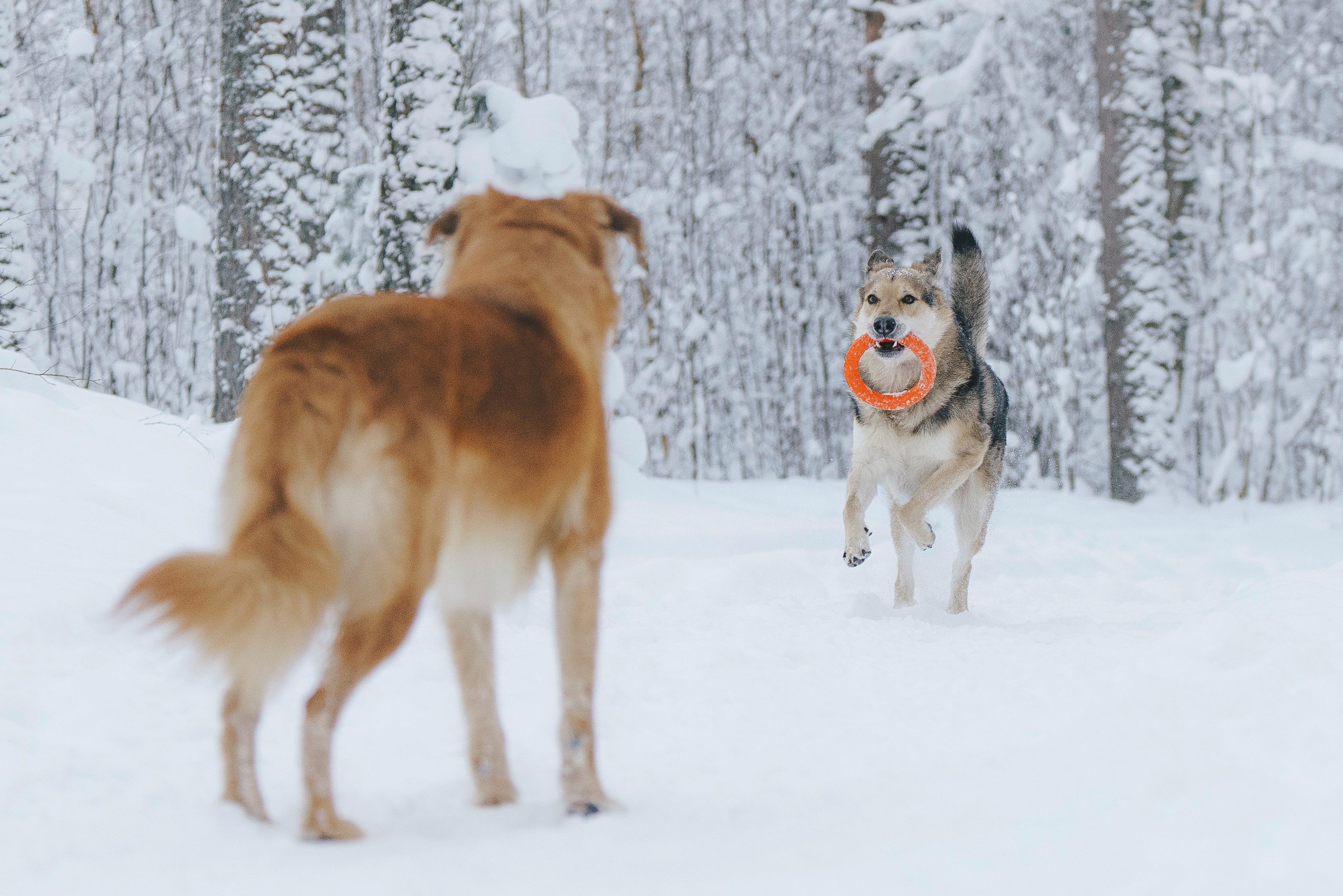 Рэй, Кузя, Ольга и Александр. Фотограф анималист в Спб недорого Олеся Майорова