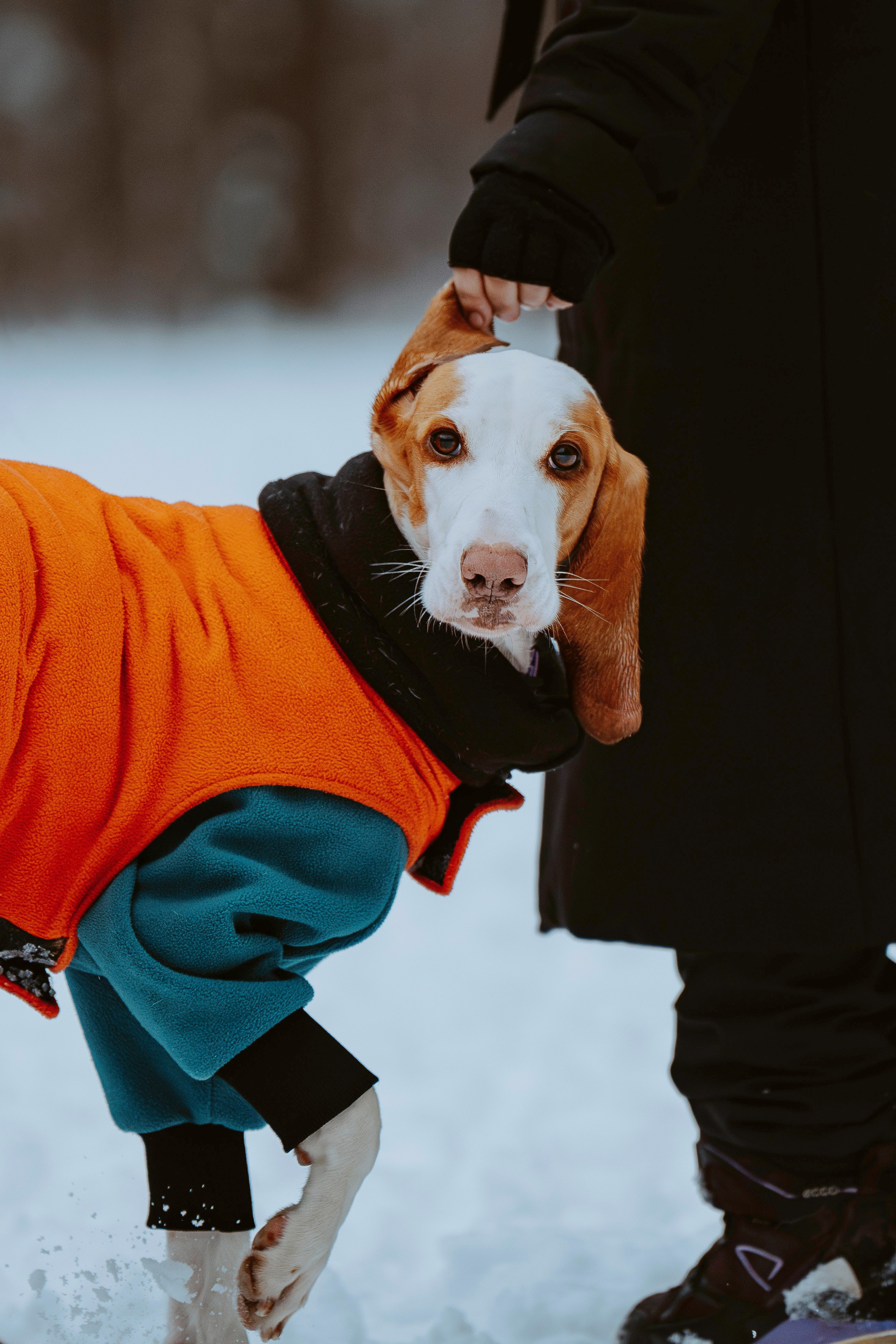Ольга, Рора и Румпель. Фотограф анималист в Спб недорого Олеся Майорова