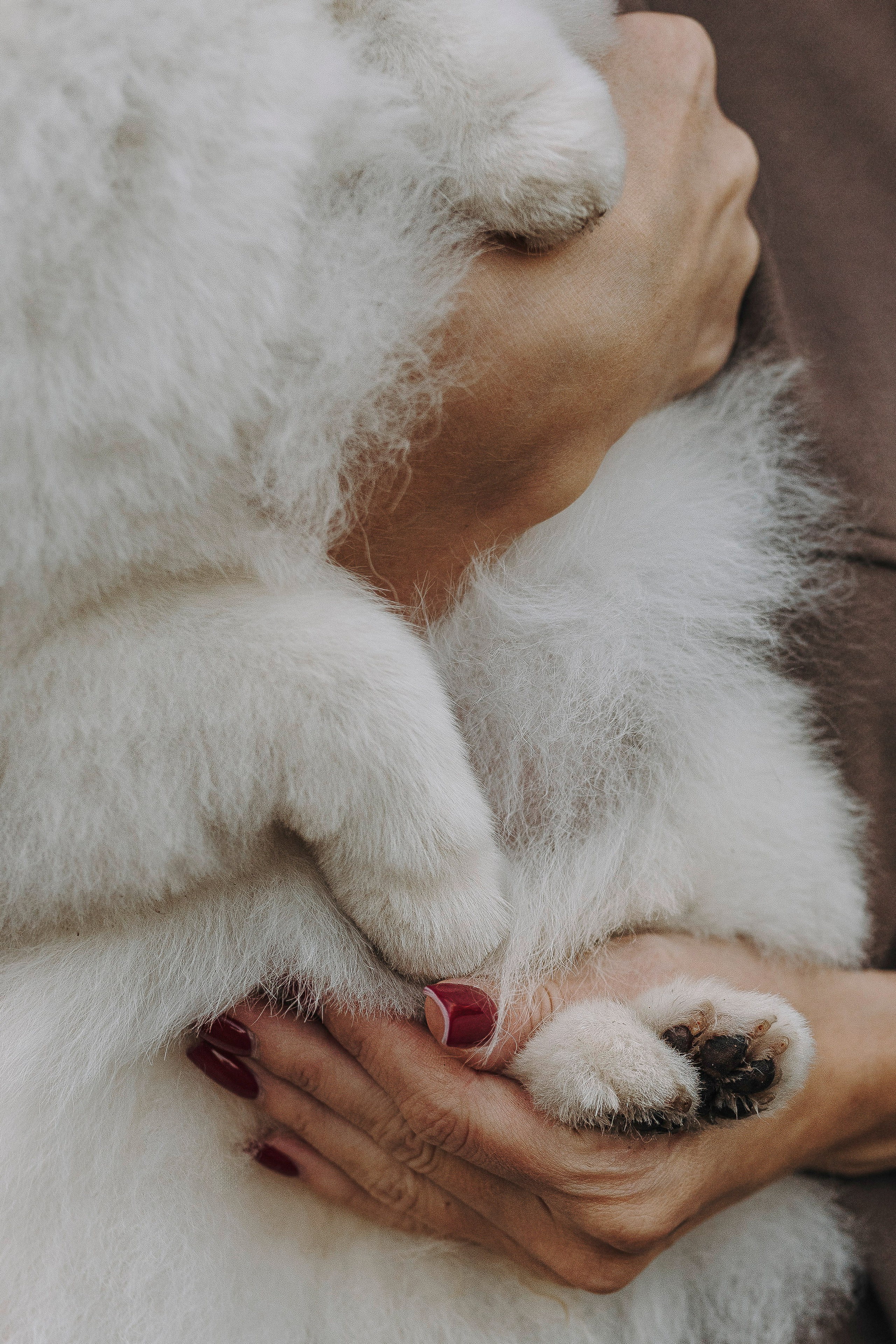 Фотосессия с померанским шпицем. Фотограф анималист в Спб недорого Олеся Майорова