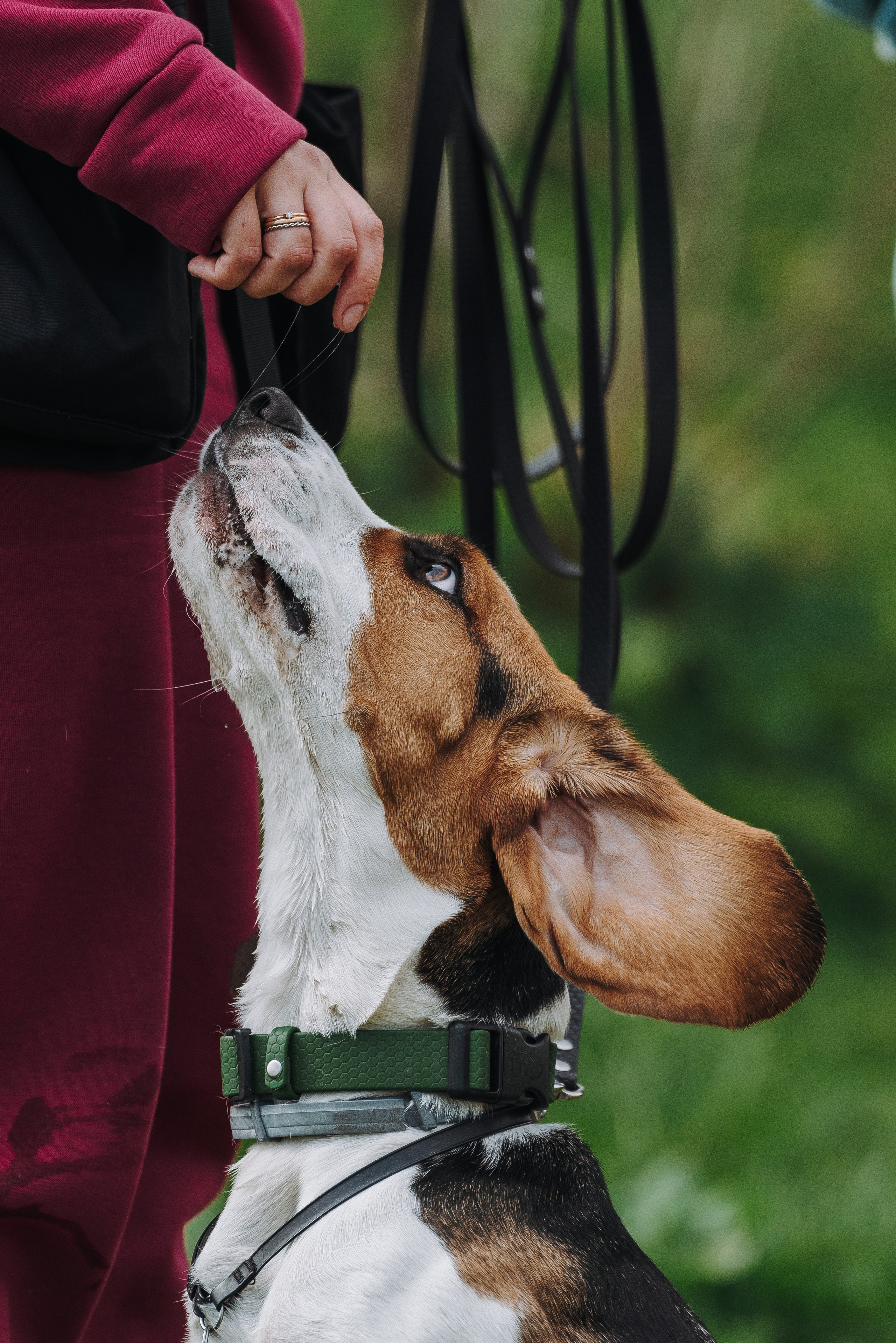 Соревнования по ноузворку в Лосево. Фотограф анималист в Спб недорого Олеся Майорова