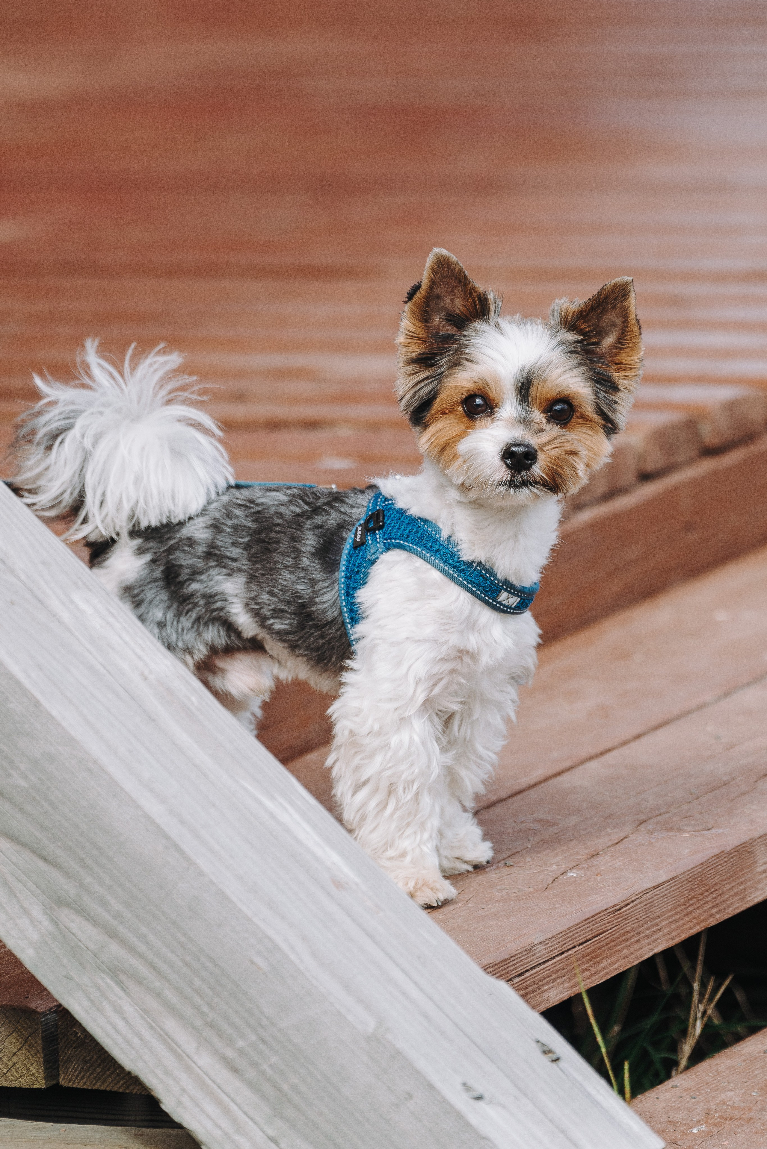 Соревнования по ноузворку в Лосево. Фотограф анималист в Спб недорого Олеся Майорова